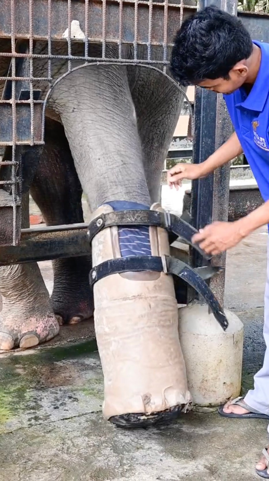 Chhouk the elephant having his prosthetic foot fitted