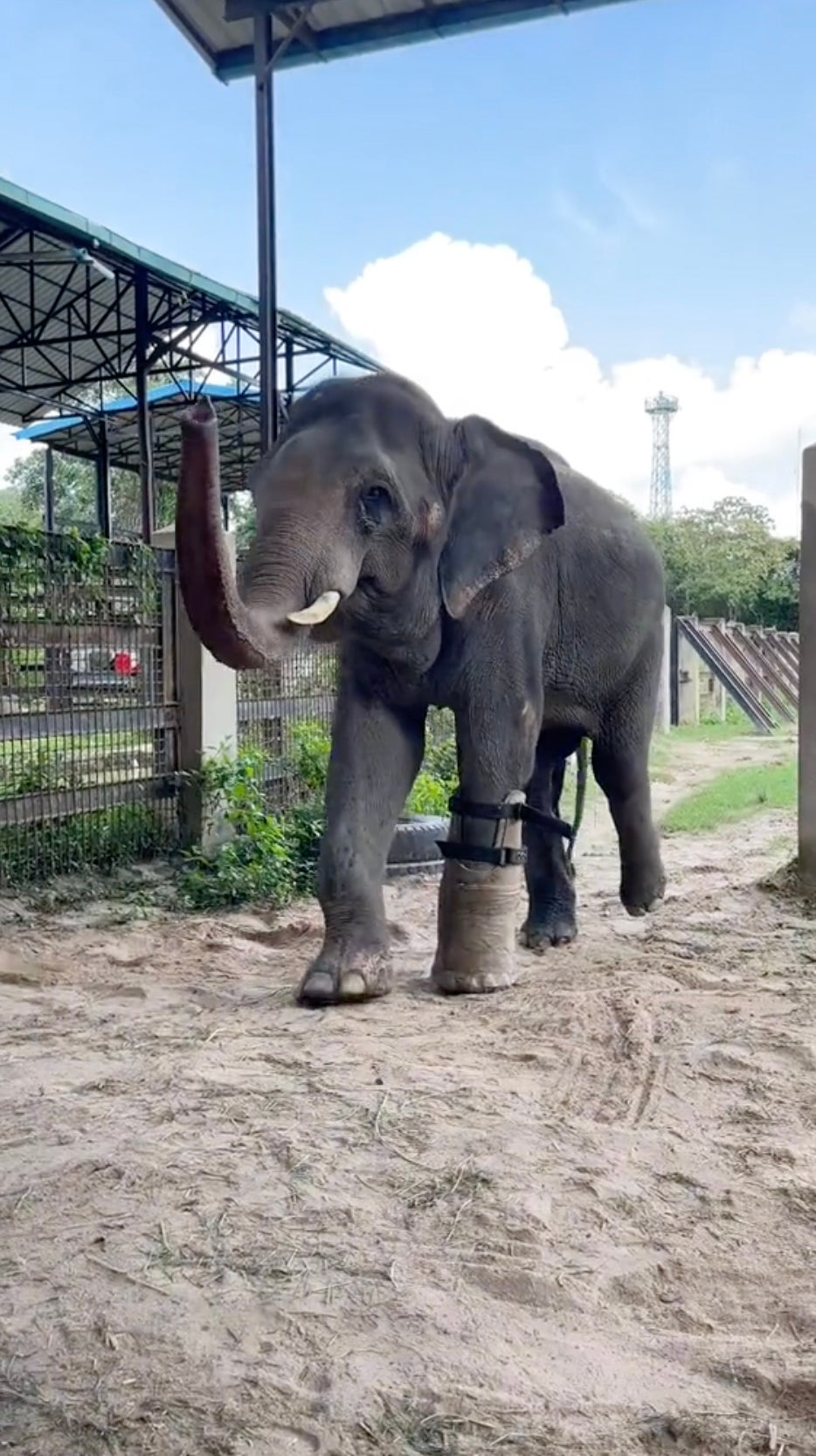 Chhouk needs a new prosthetic foot every six months