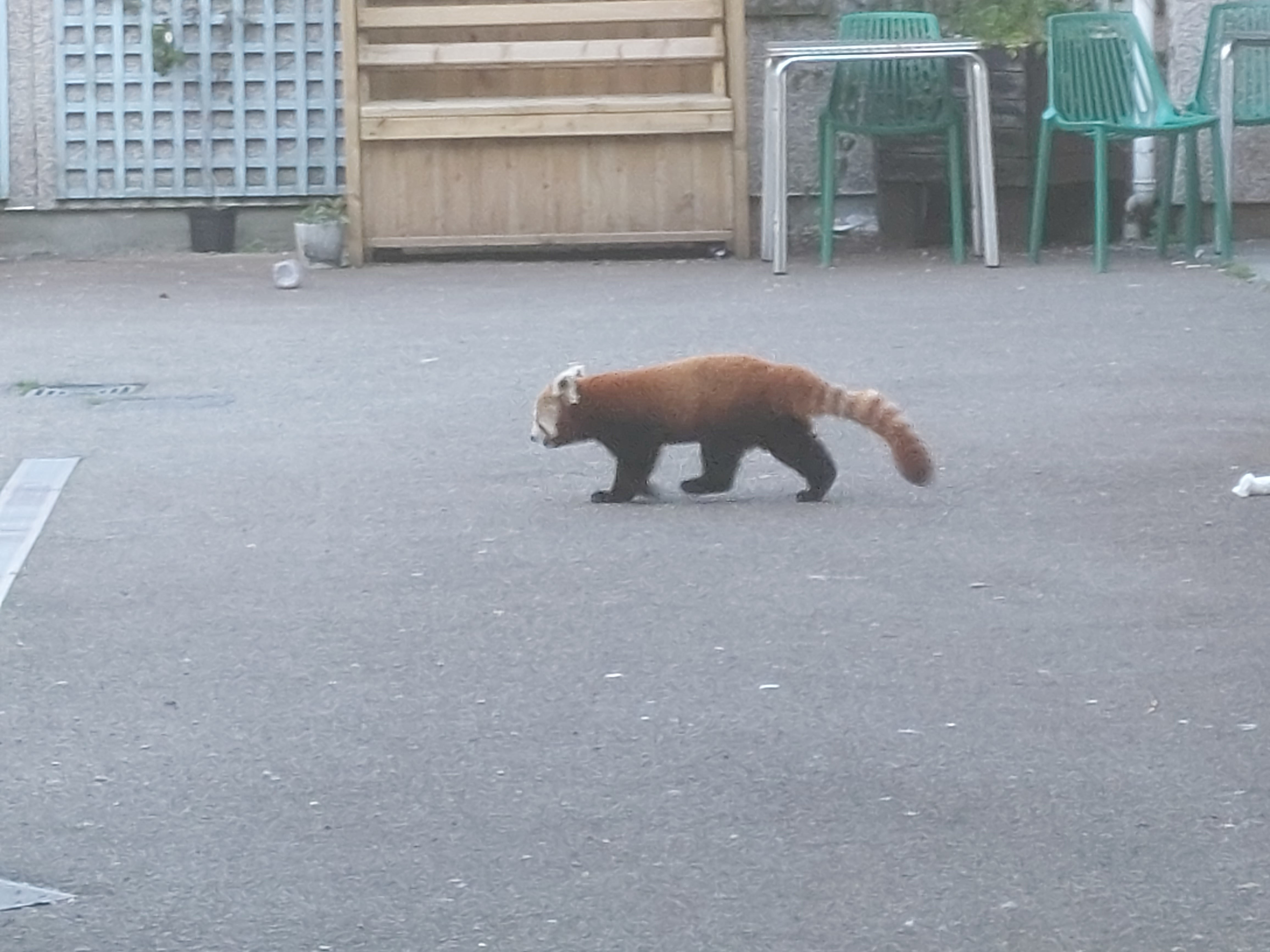 The red panda was spotted wandering along the road outside the fruit and vegetable wholesaler