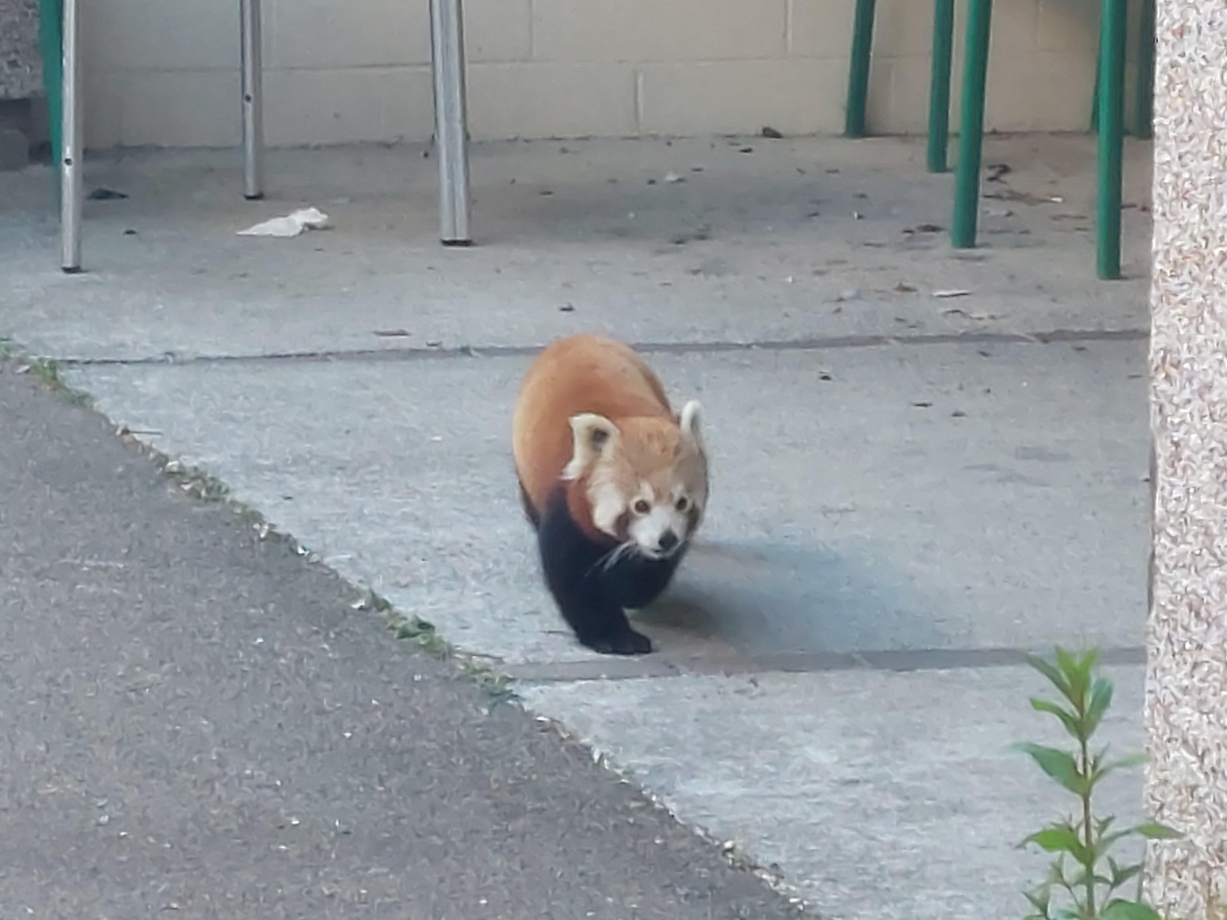 Sundara the red panda escaped from Newquay Zoo on Friday morning