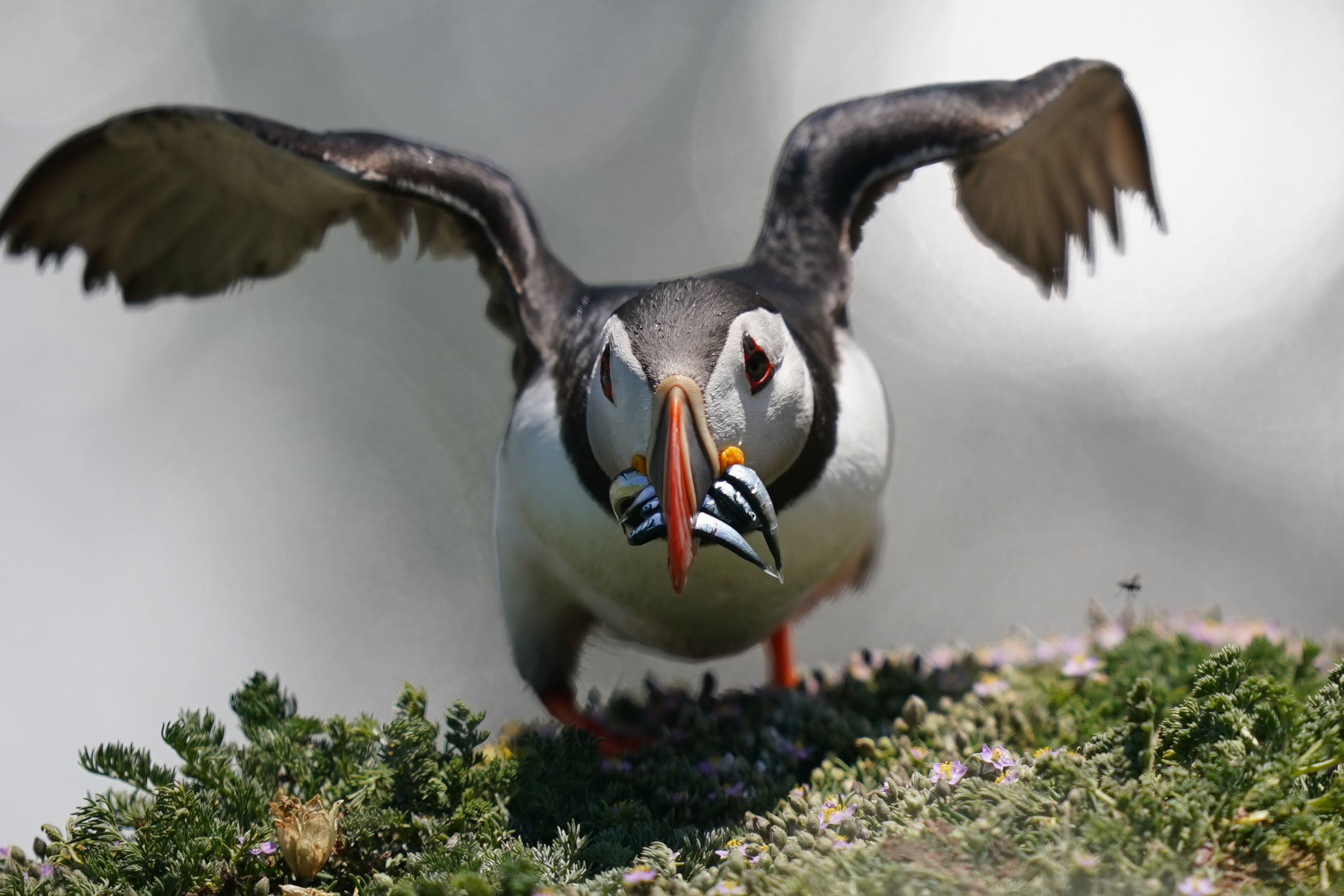 Puffins on Saltee Island, off Co Wexford, one of Ireland’s major bird sanctuaries (Niall Carson/PA)