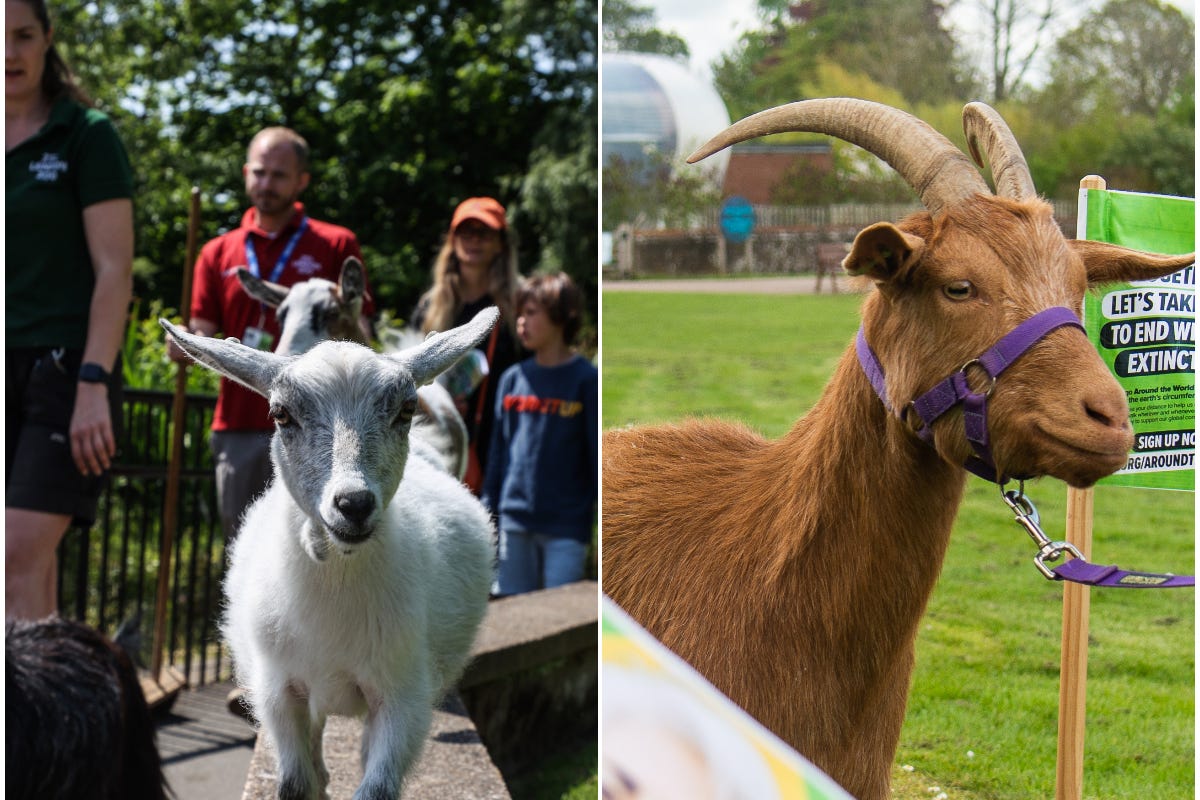 Goats from different ZSL zoos are to compete in a fundraising challenge (ZSL/PA)