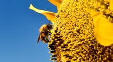 ‘Pollen bomb’ to hit UK as Met Office issues urgent warning