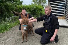 Baby donkey stolen from farm is reunited with mother and ‘ecstatic’ owners