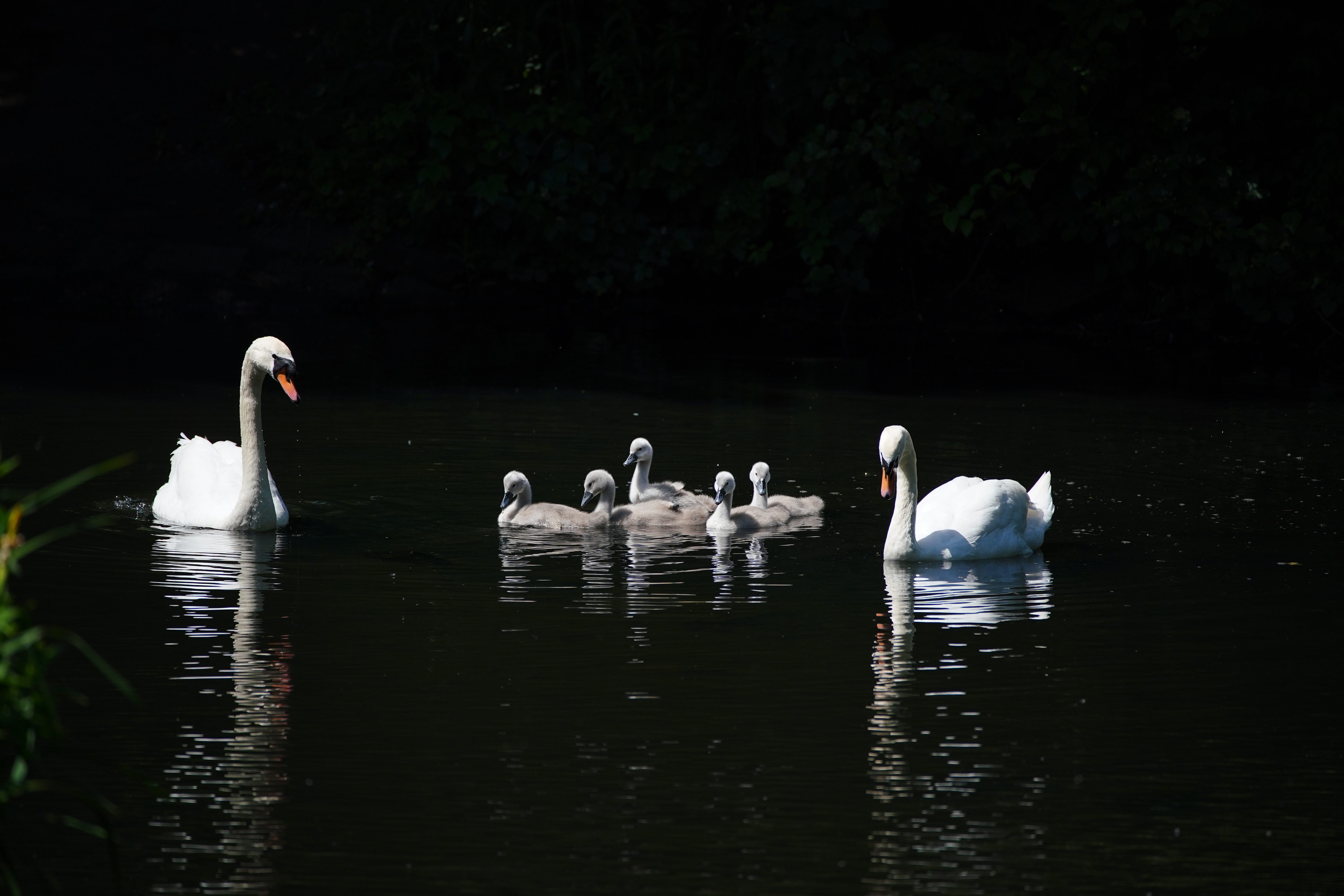 Swans and their cygnets on the lake in Sefton Park, Liverpool (Peter Byrne/PA)