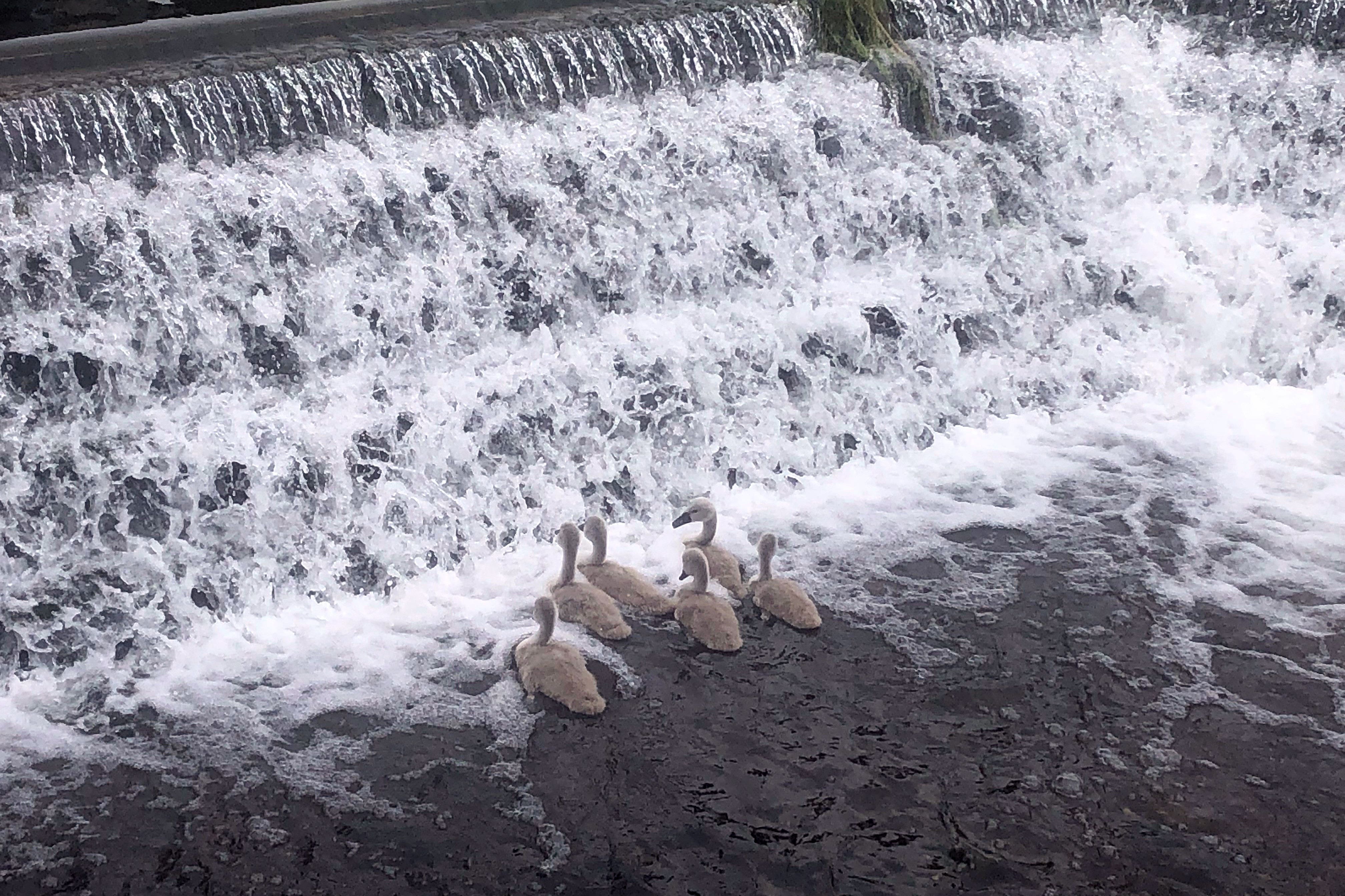 The cygnets were rescued again after learning how to scramble across a boom (Brian Farmer/PA)