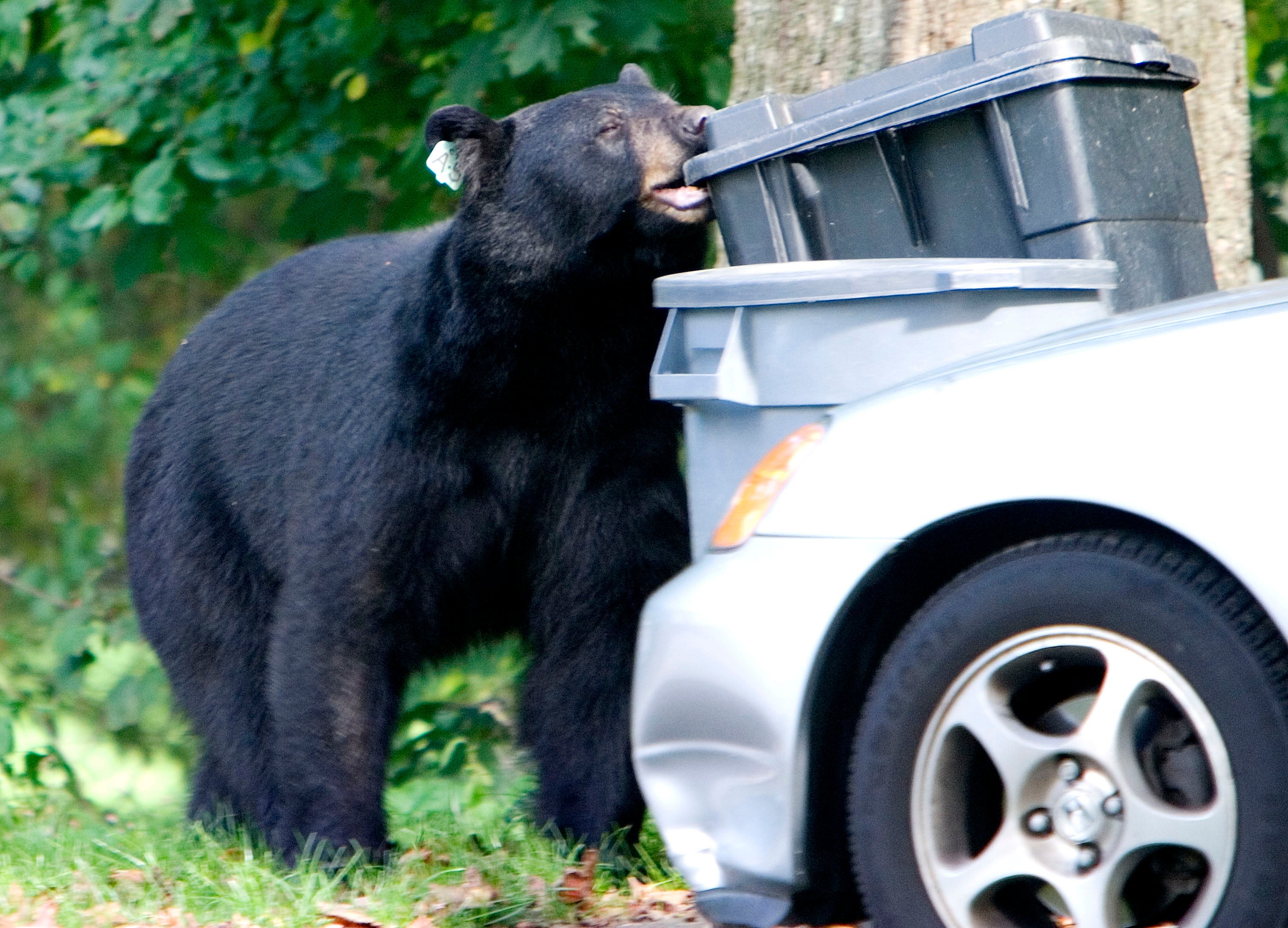 Bear Population Control Connecticut