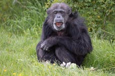 Zoo’s oldest chimp reaches grand old age of 50