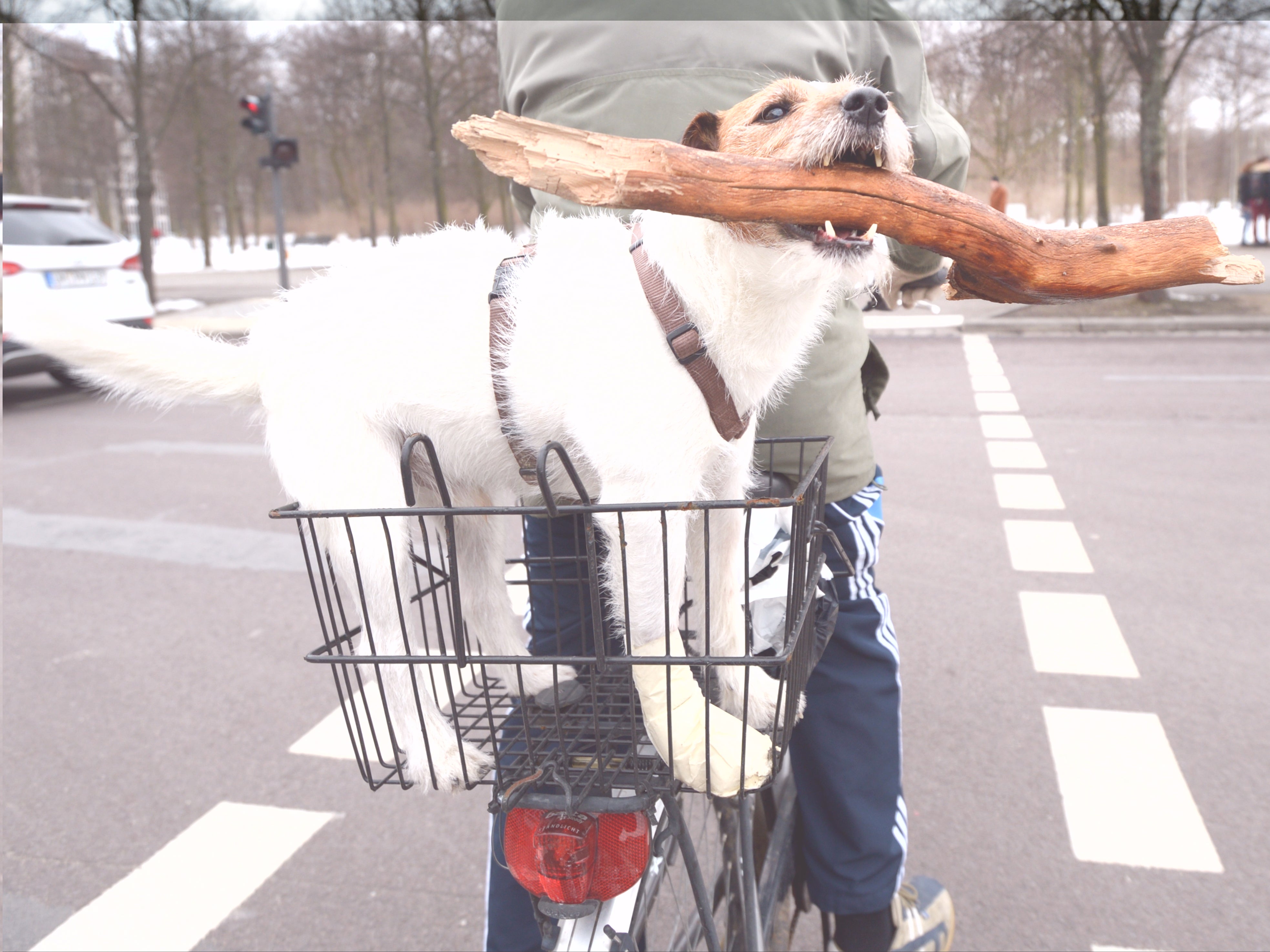 A stock image of a dog holding a large stick.