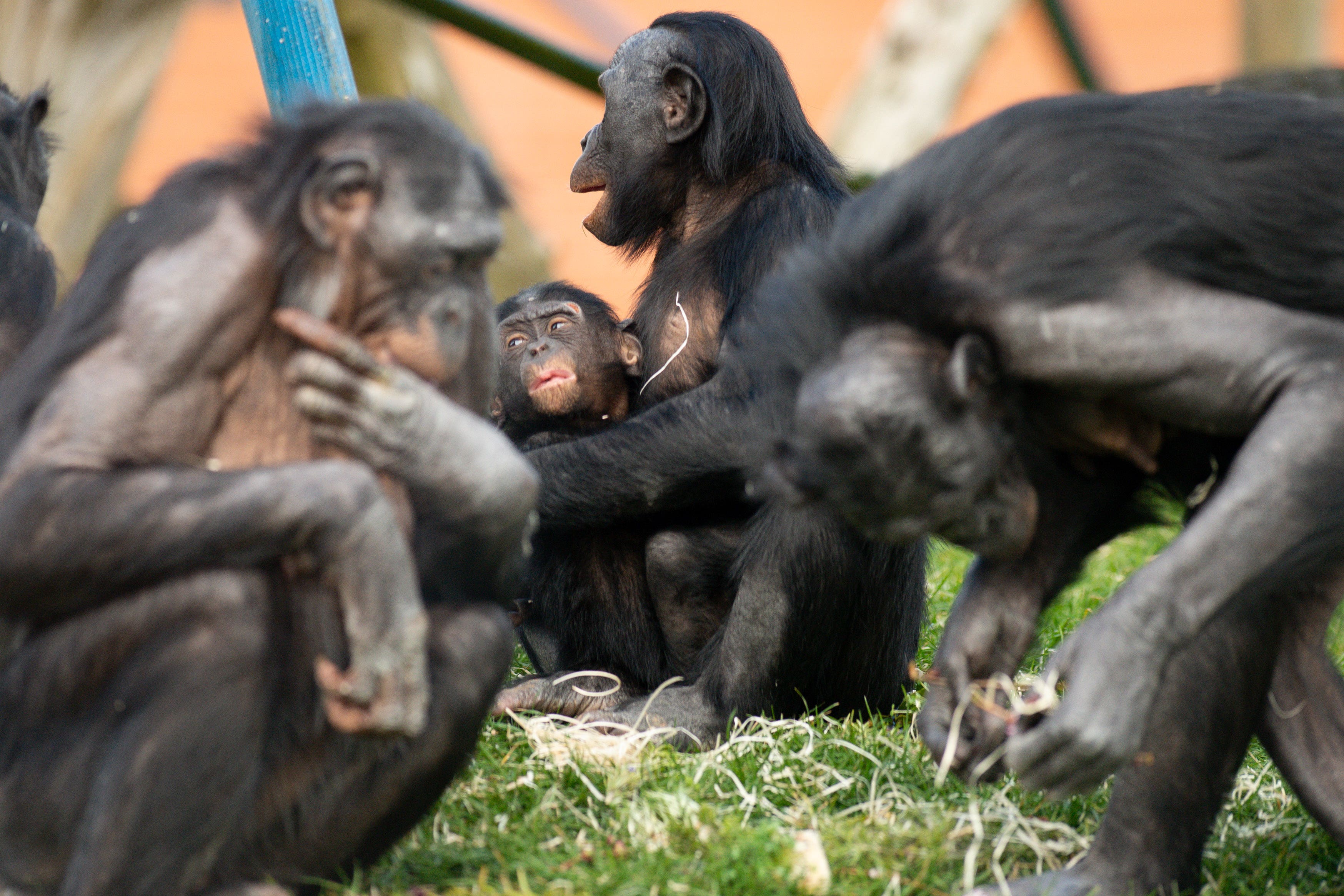 Masturbation is common among animals but is thought to be more prevalent in primates, including chimpanzees, apes and humans (Jacob King/PA)