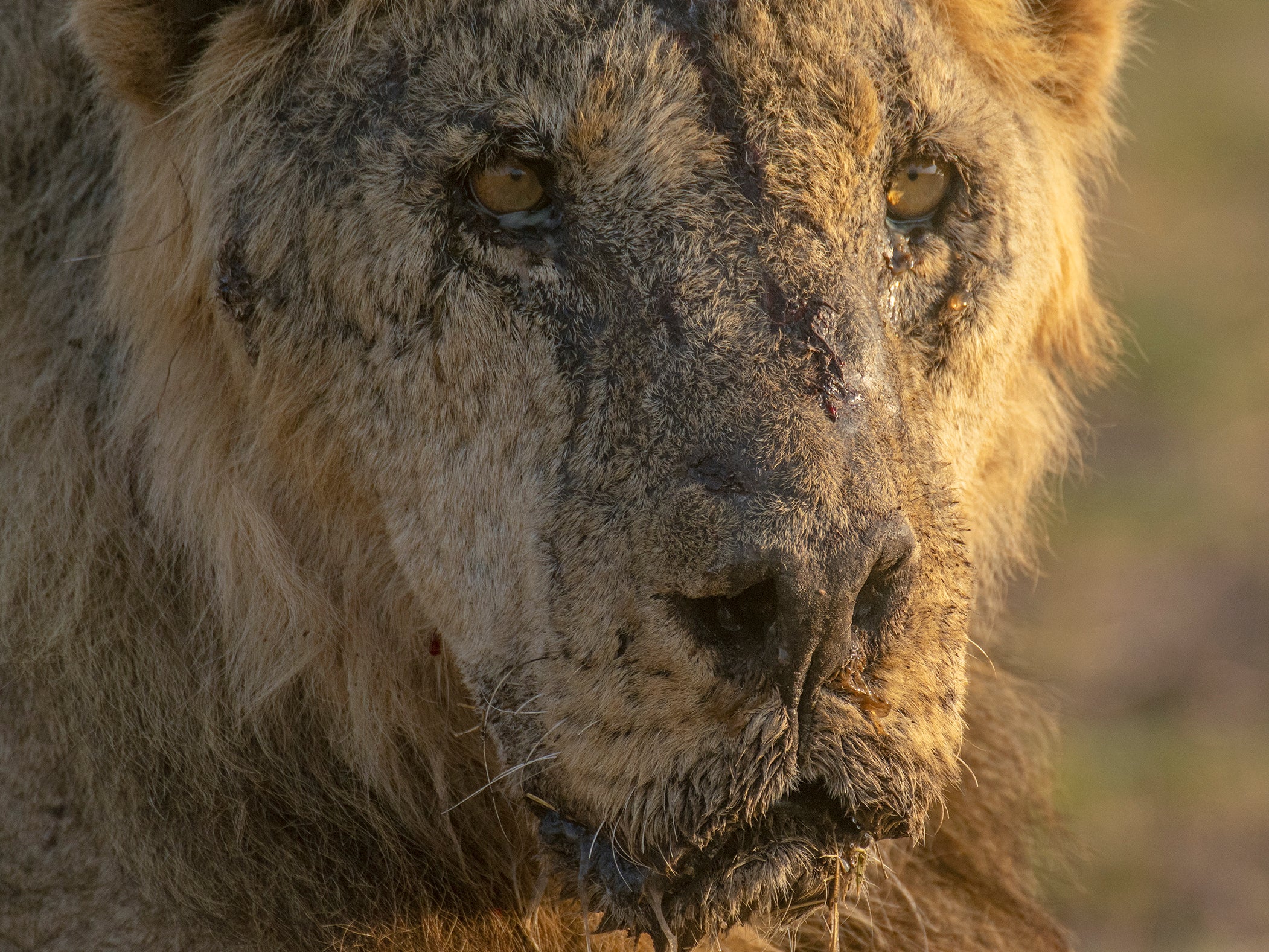 Kenya Lions Killed