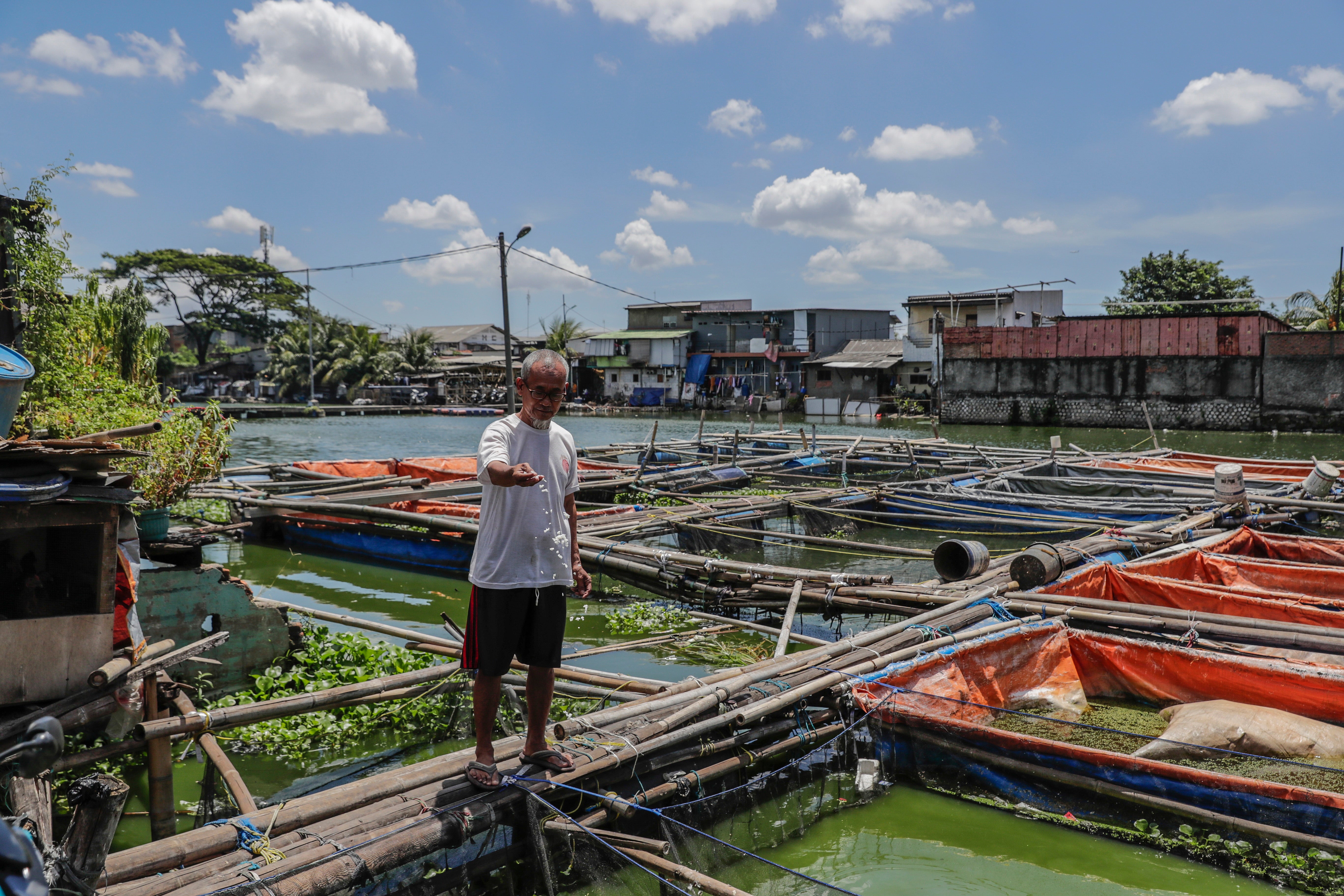 Idhi feeds his fish cultivated in water ponds that flooded in the floating village Kampung Apung