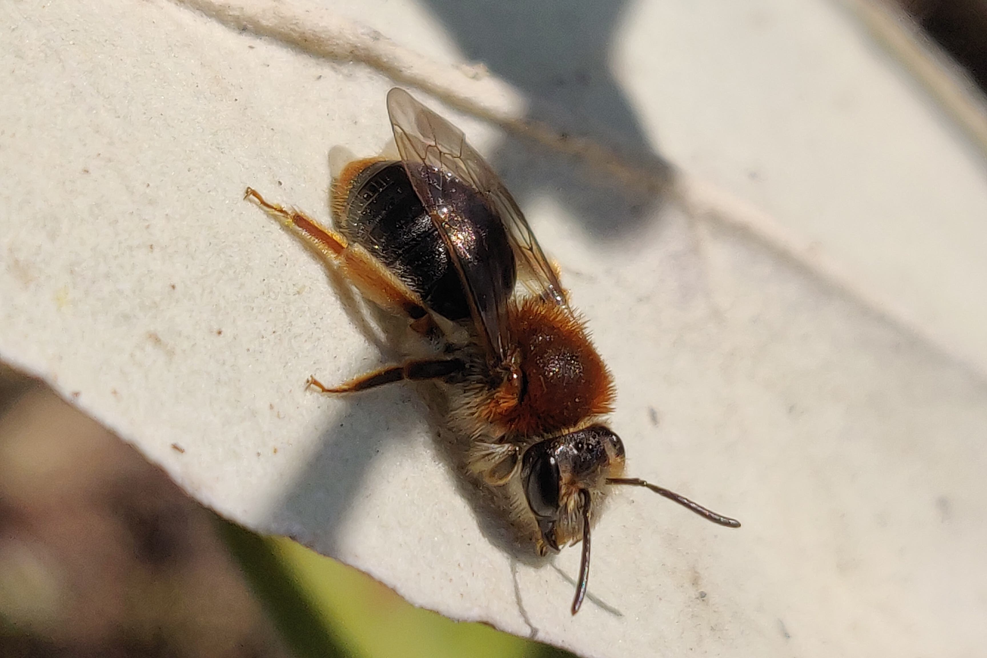 The orange-tailed mining bee is one of the species that is declining more strongly in areas of high cropland cover (Rob Cooke/UK Centre for Ecology and Hydrology/PA)