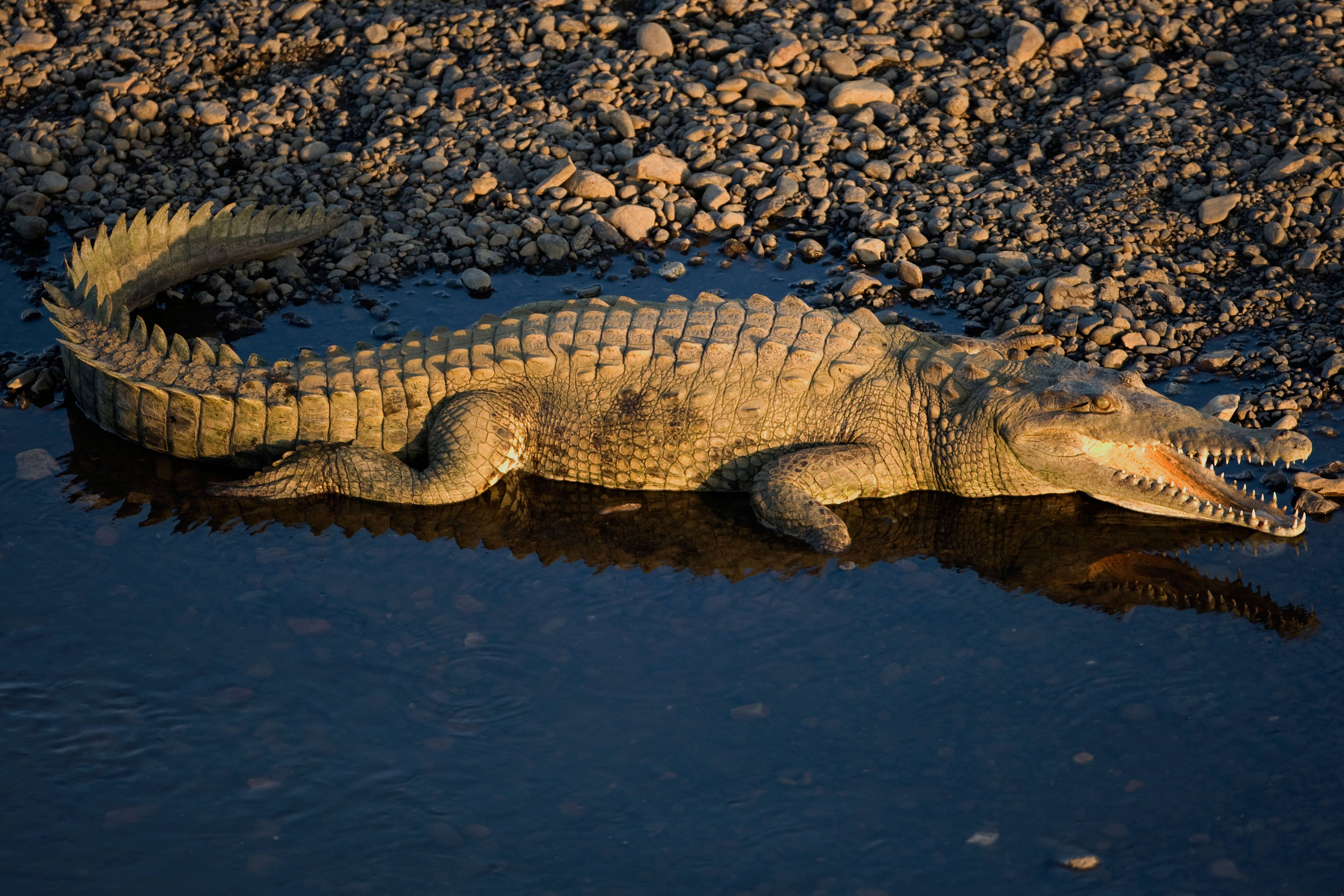 A Central American crocodile (Alamy/PA)