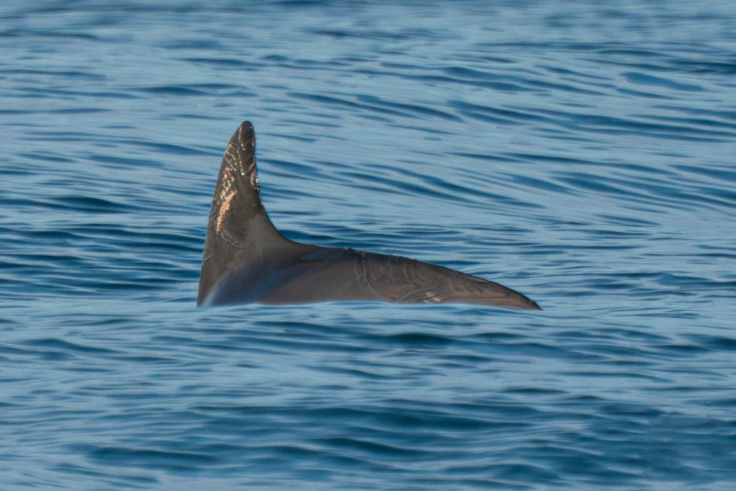 Mexico Endangered Porpoises