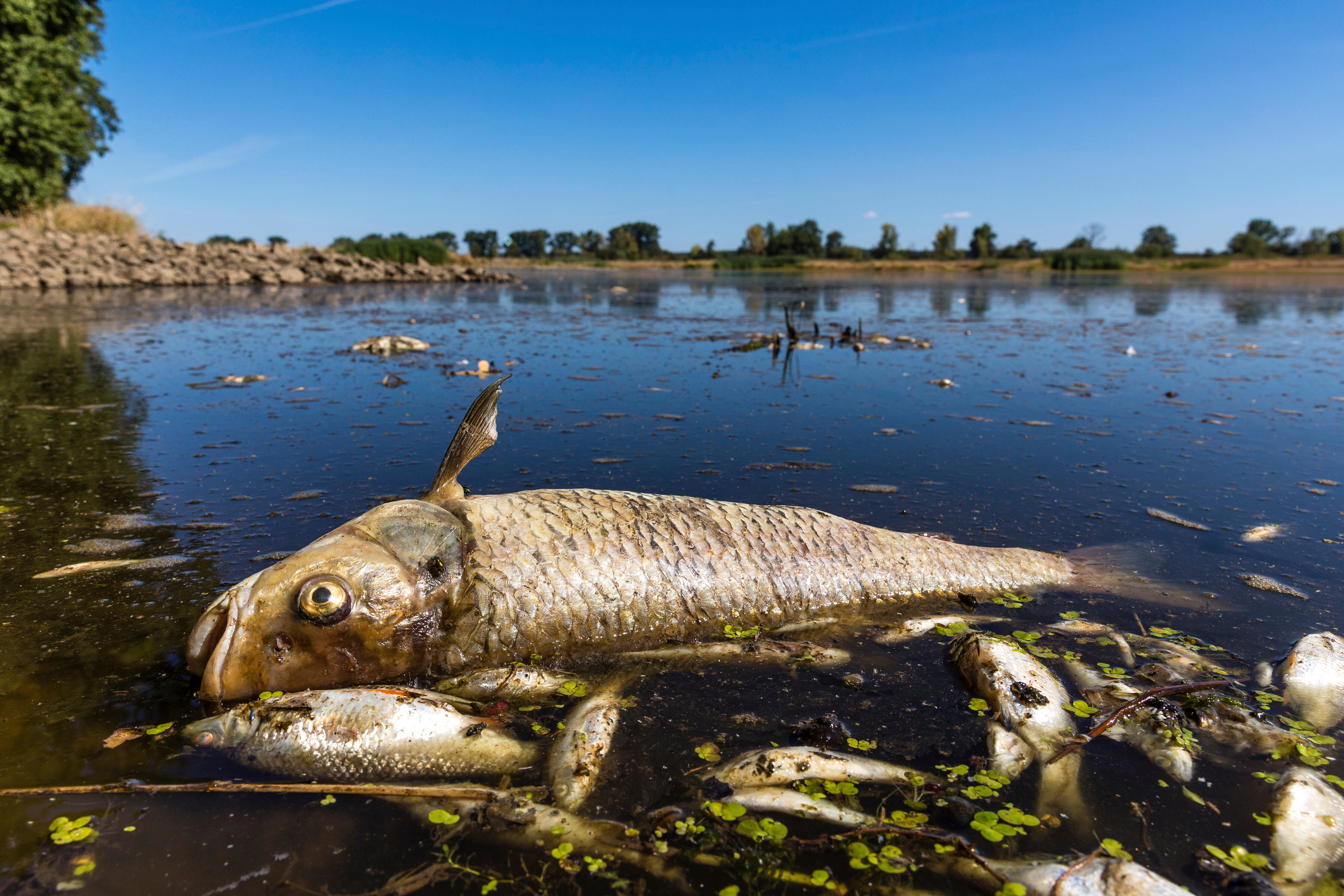 Poland Germany Polluted River