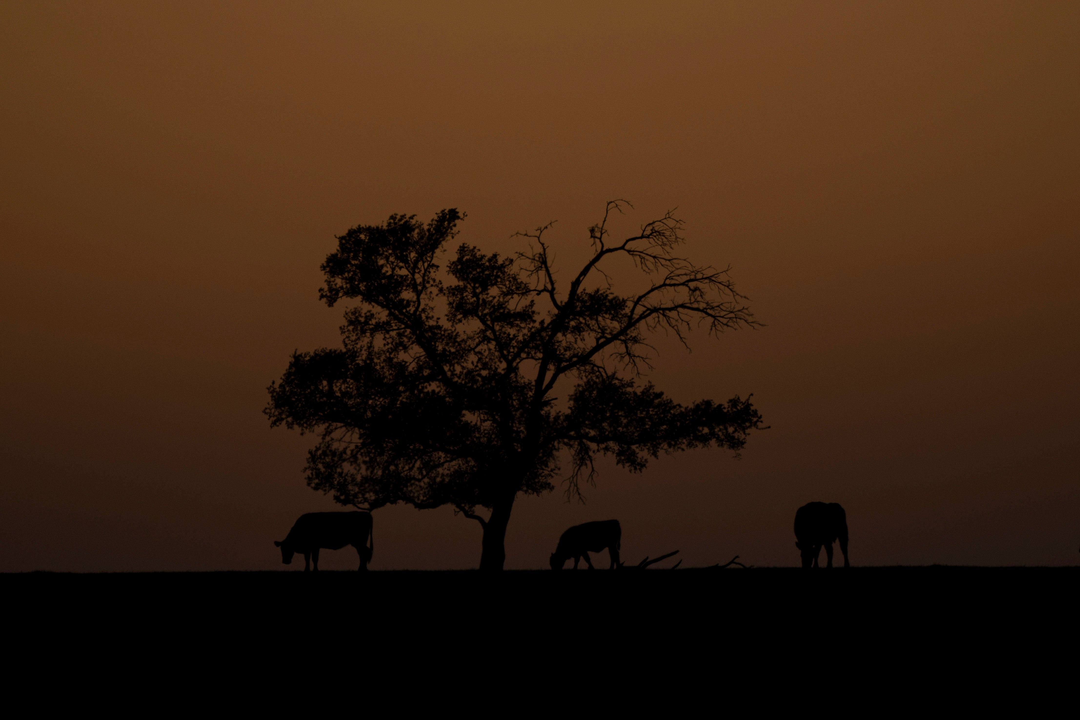 Climate Warmer Winter Crops