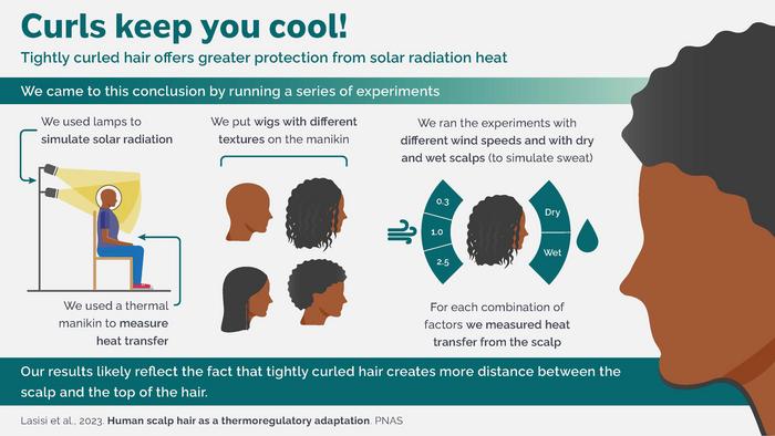 Graphic showing how scientists used a thermal manikin and human hair wigs to measure heat transfer from the scalp.