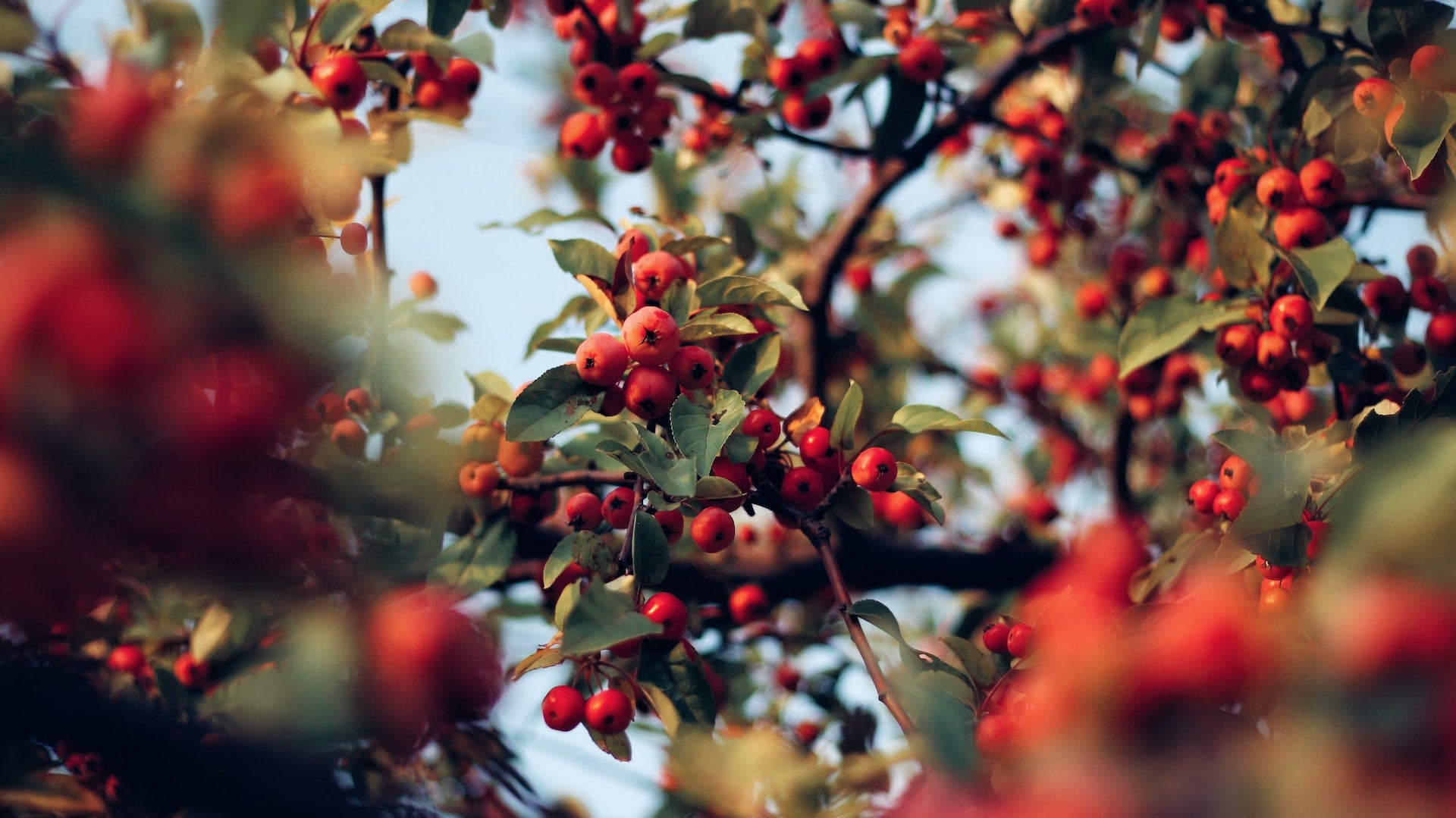 Rosehip berries, which grow at high altitude, are a key ingredient in the range