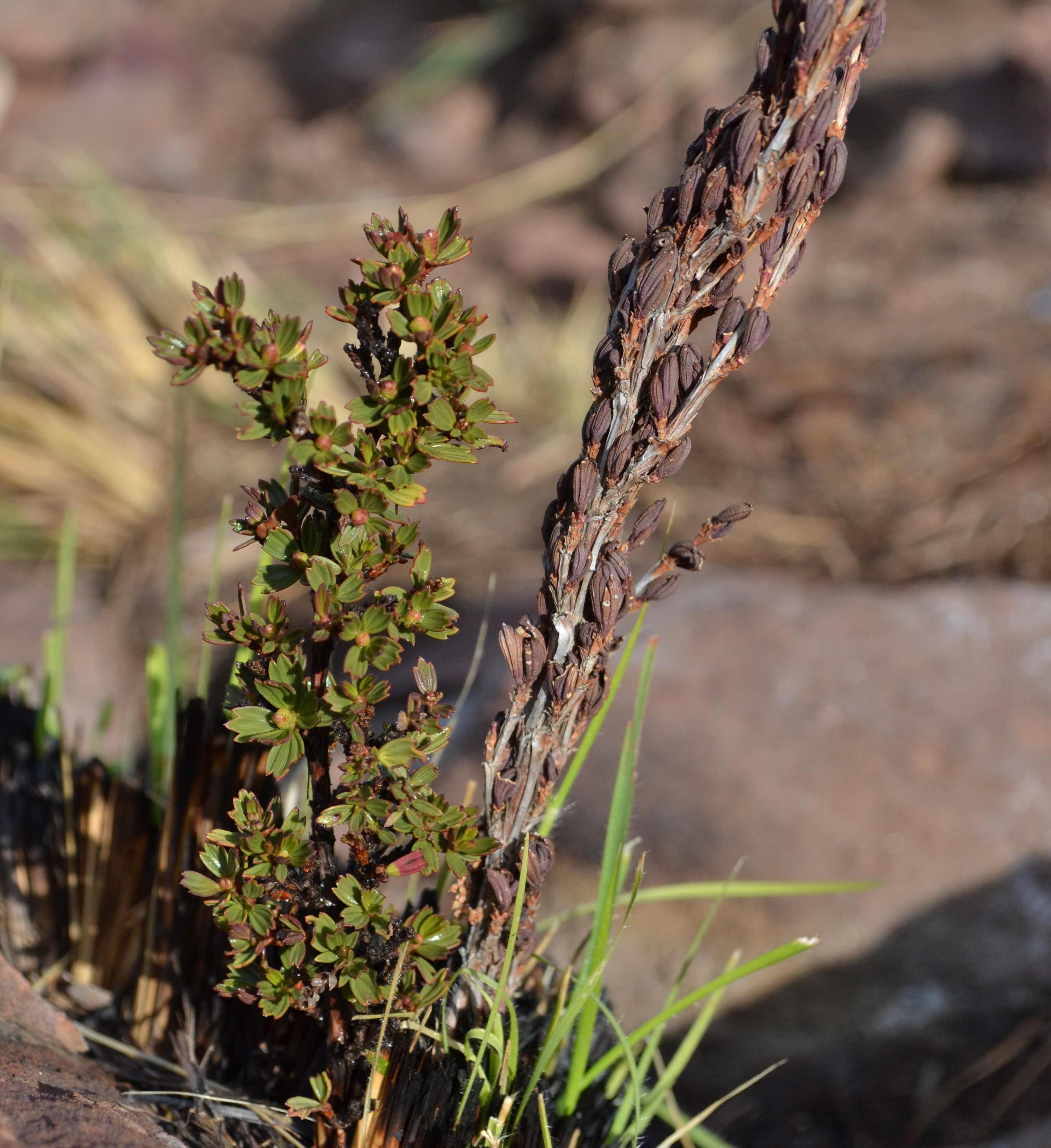 The resurrection plant, found only in Southern Africa, has developed a remarkable survival strategy to remain dormant throughout a drought