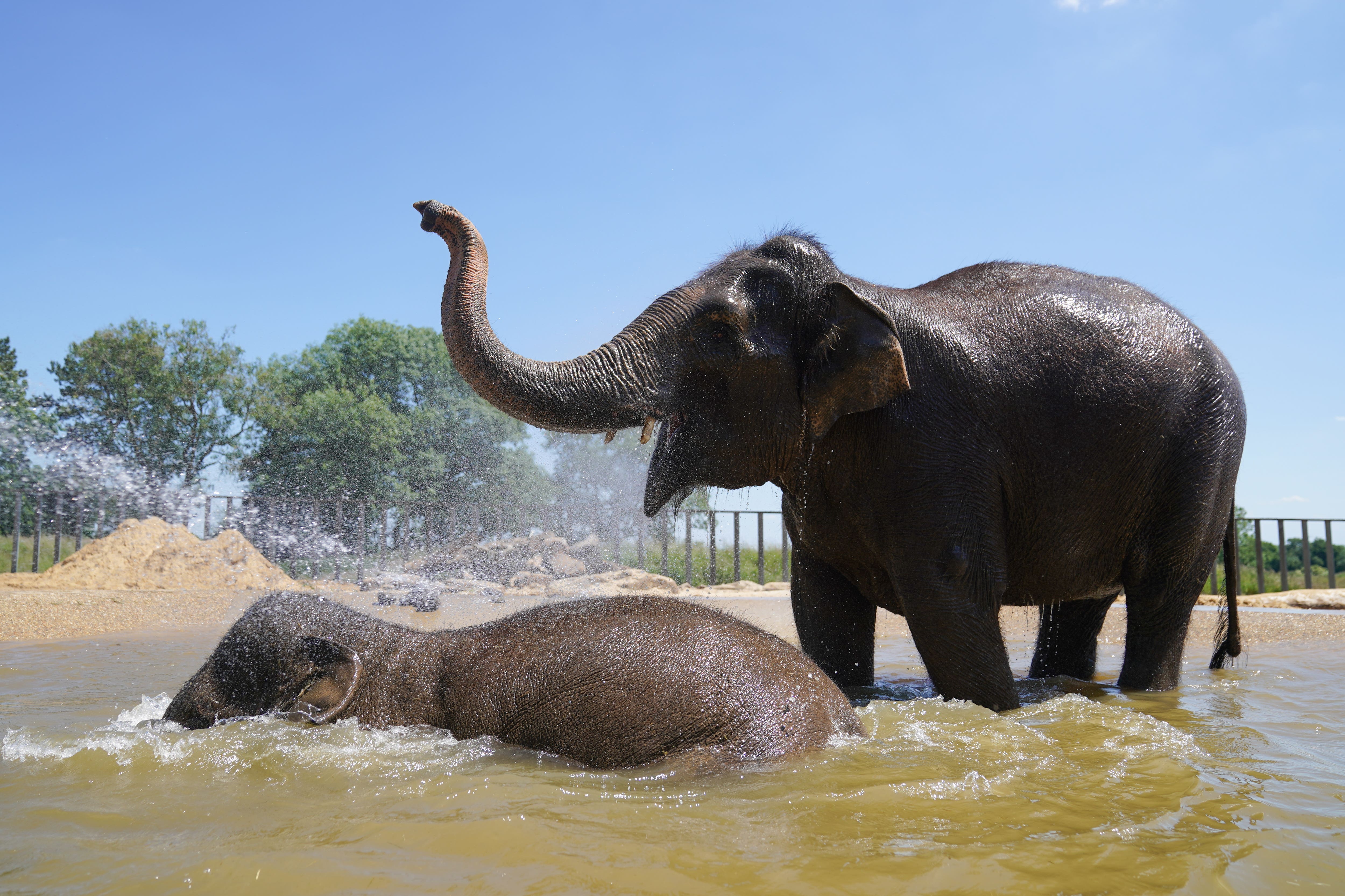 The study found that elephant whiskers are cylindrical (Joe Giddens/PA)