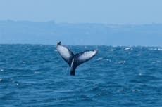 Humpback whale spotted off Cornwall coast in rare sighting