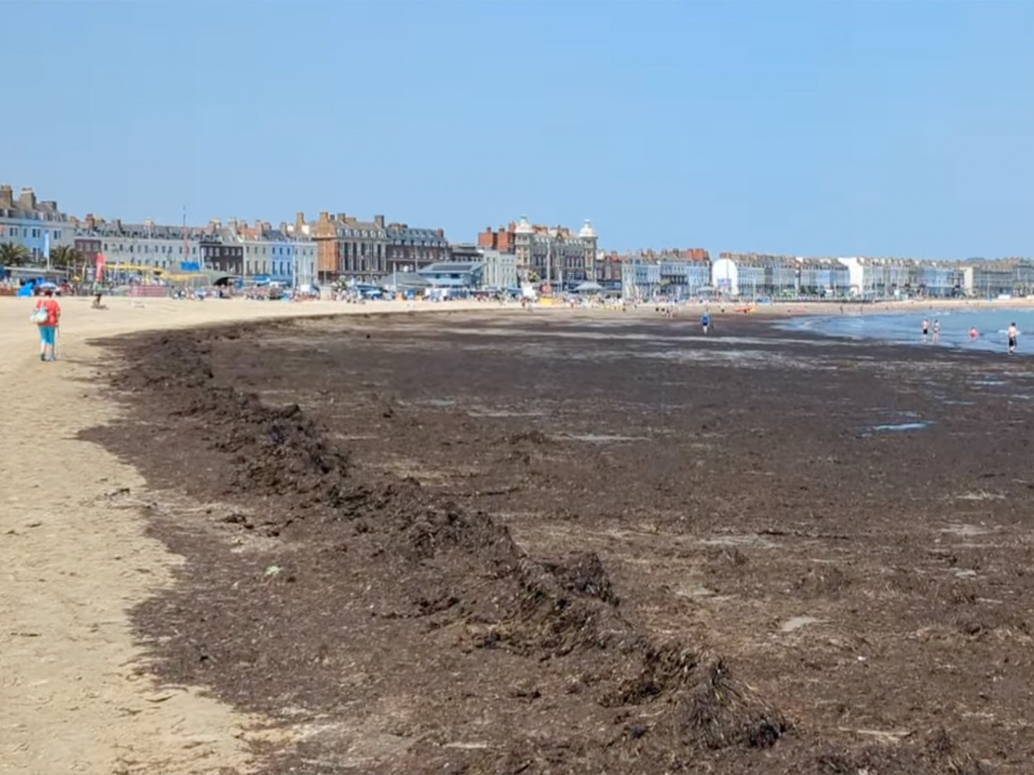 A large mass of seaweed has taken over Weymouth Beach