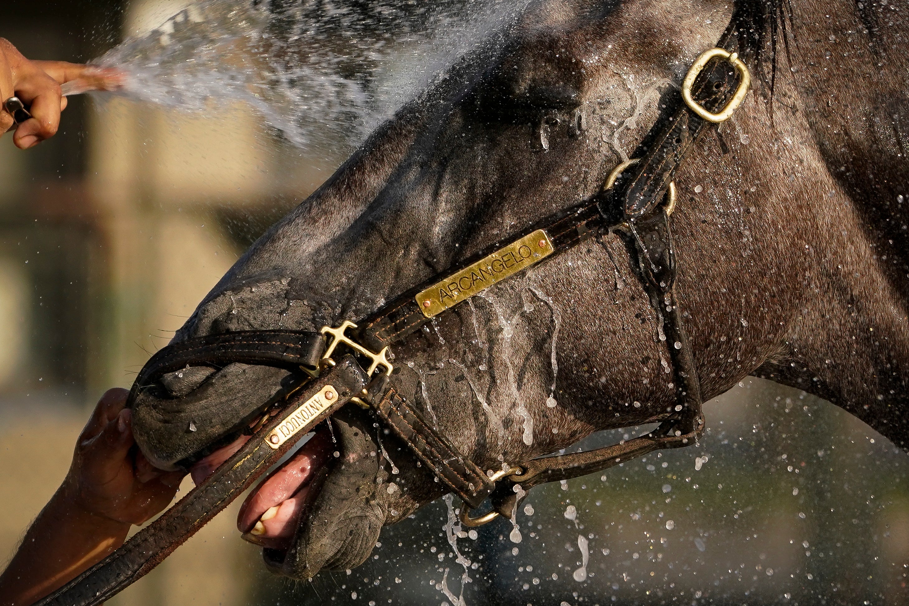 Belmont Stakes Horse Racing