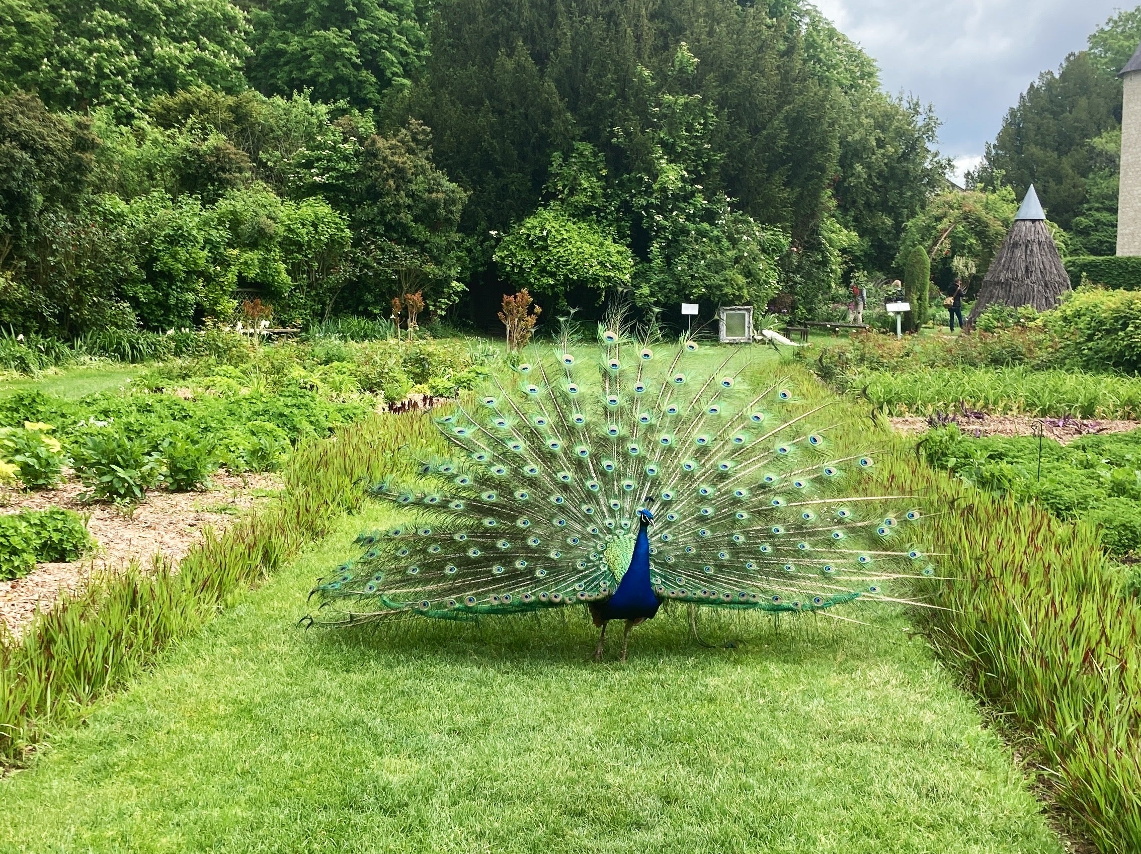 Peacocks seem to rule the roost at Chateau du Rivau