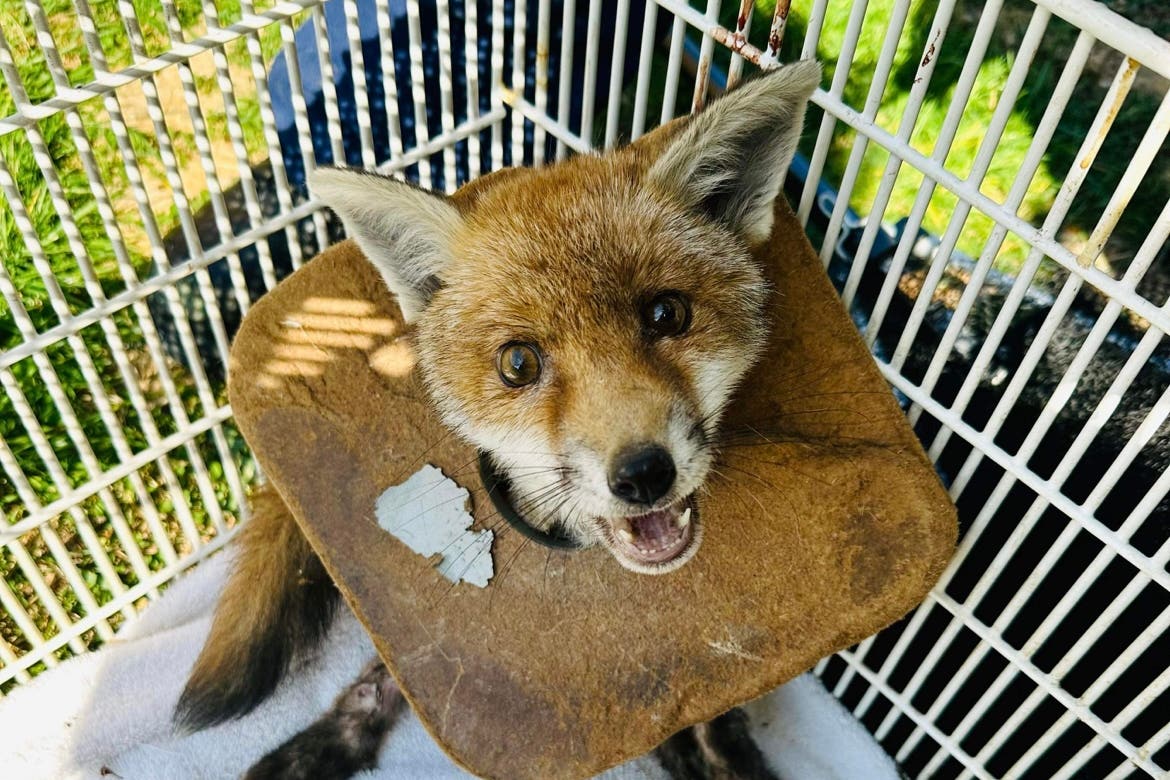 A fox cub rescued after having litter wrapped around its neck for three weeks (RSPCA)