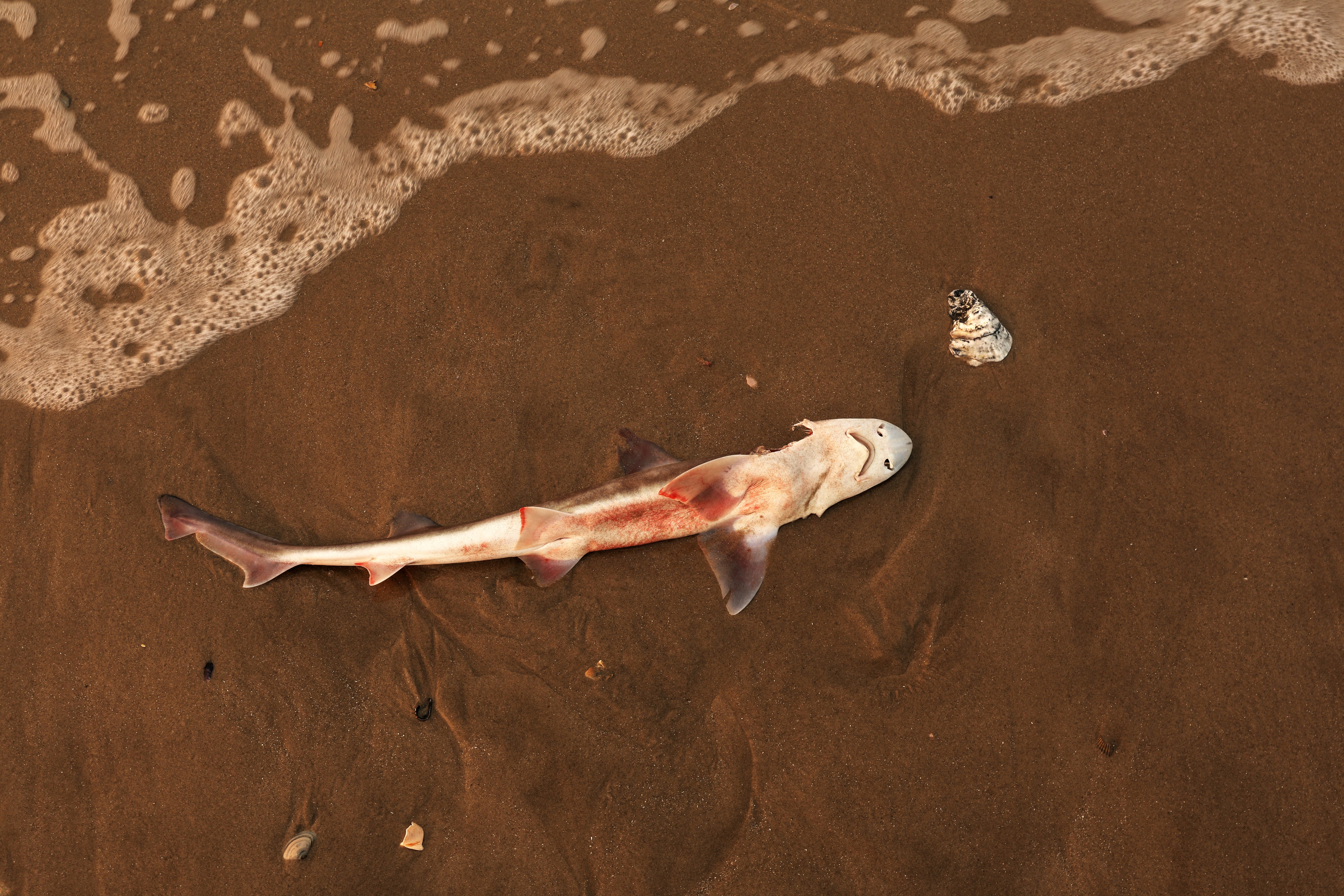 A dead dogfish shark lies on the beach as haze and smoke from the Canadian wildfires on the beach shroud the sky on the Atlantic Ocean during sunrise, in Lido beach, New York