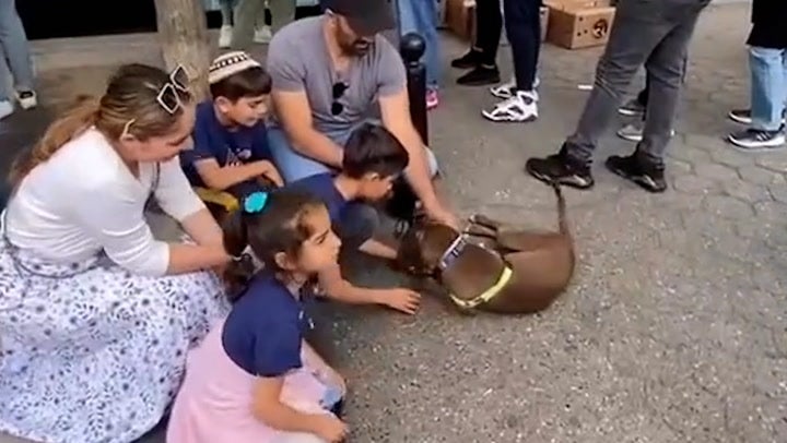 Moment lost dog reunited with family after owners spot her at adoption event