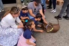 Moment lost dog reunited with family after owners spot her at adoption event
