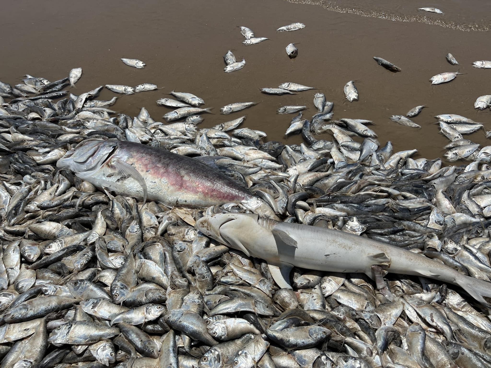 Thousands of fish wash up dead on south coast of US