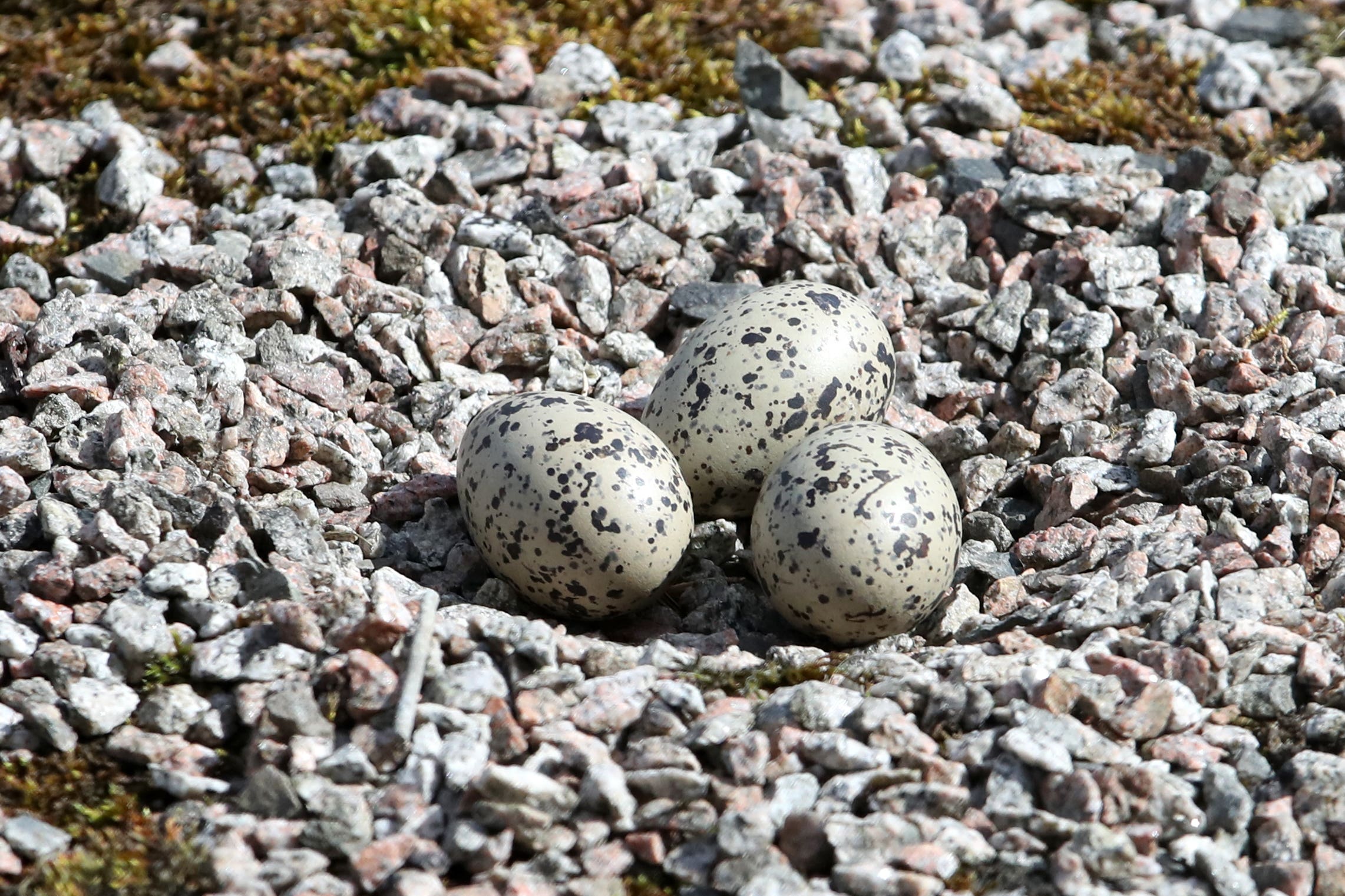 Earliest reptiles and birds may have given birth to live young, study suggests (Jane Barlow/PA)