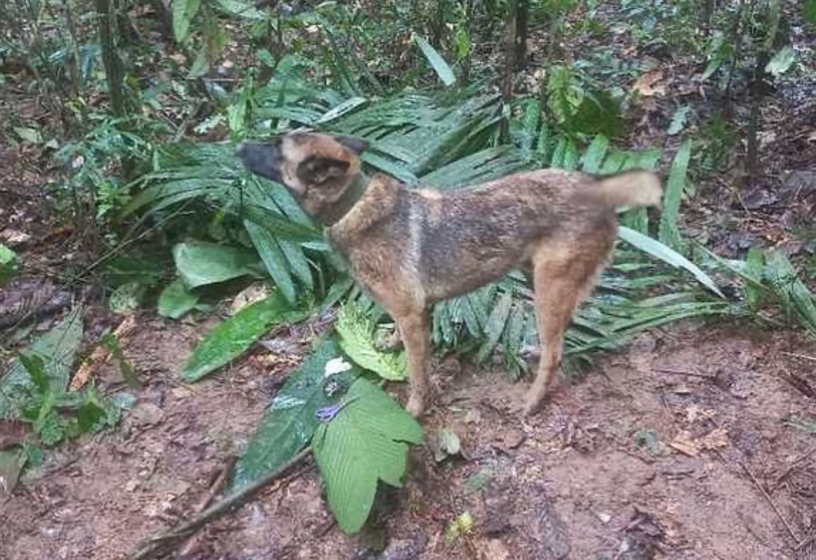 Wilson, the hero Colombia dog that helped recued four siblings trapepd in the Amazon Rainforest, is missing