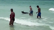 Watch: Bear swims metres away from tourists at packed Florida beach