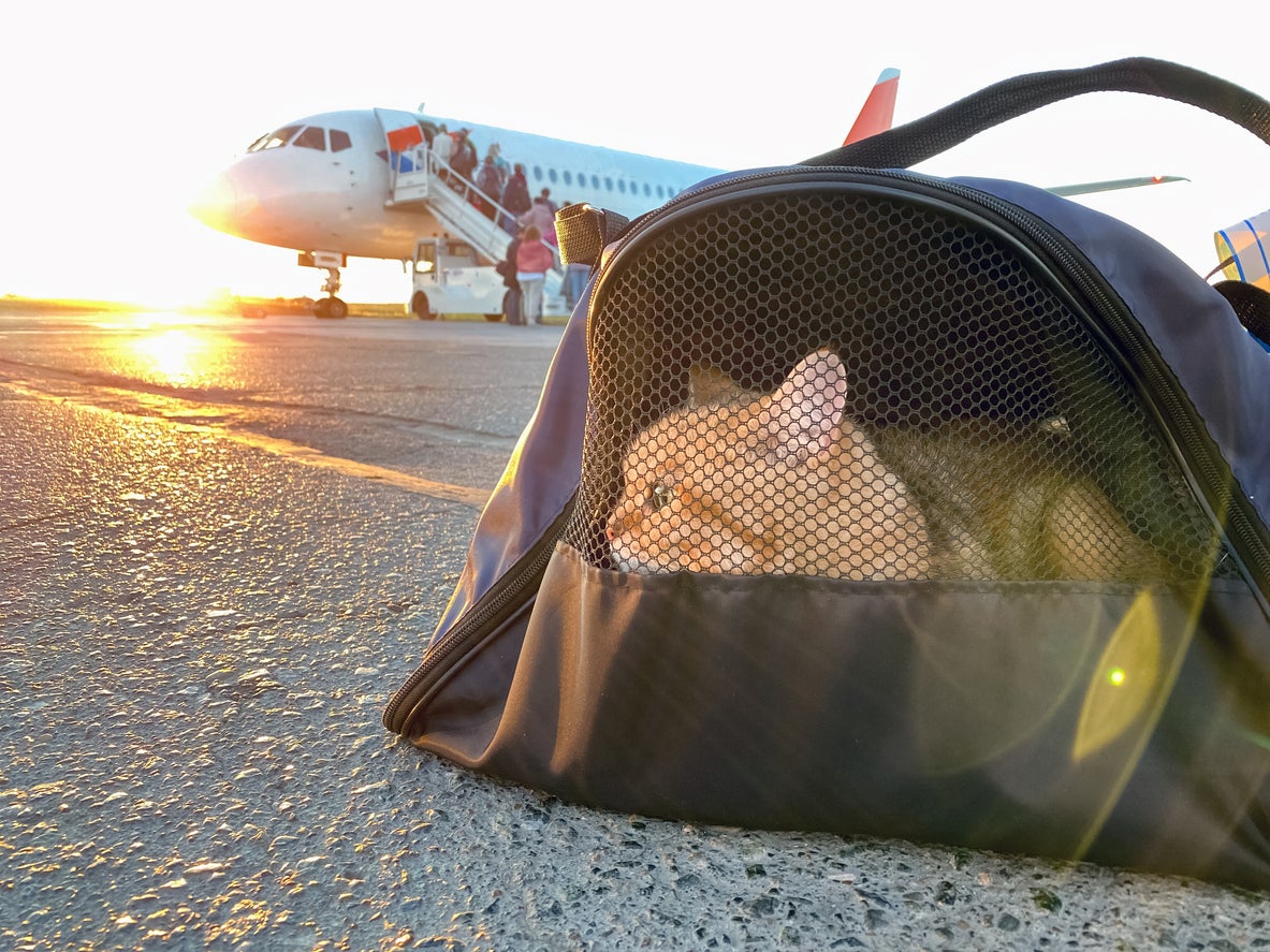 The friendly feline should have been flying in a ventilated pet carrier