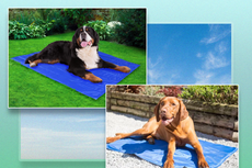 Pet cooling mats for dogs and cats: Prepare for summer heatwaves with these designs