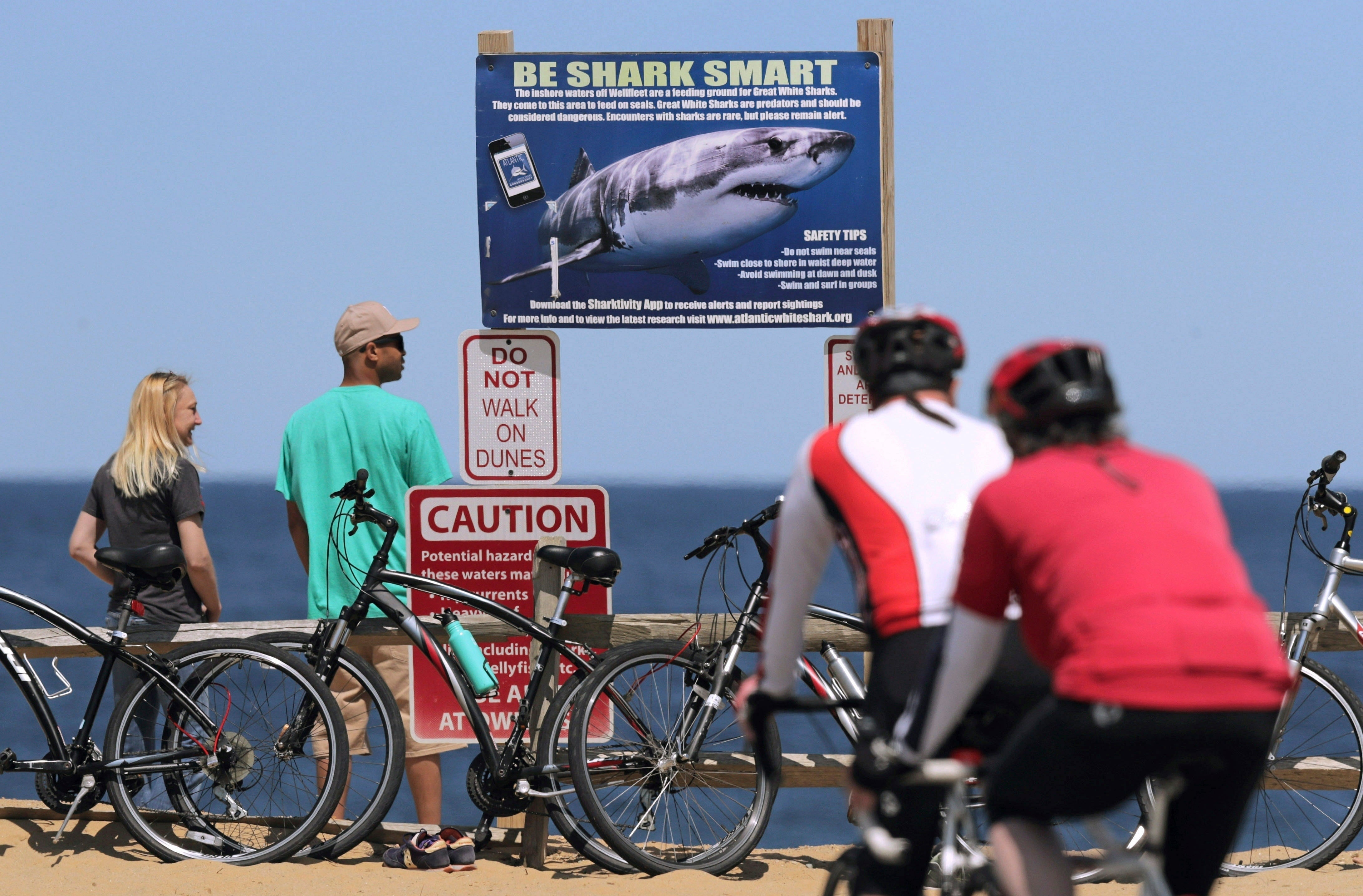 Cape Cod Sharks