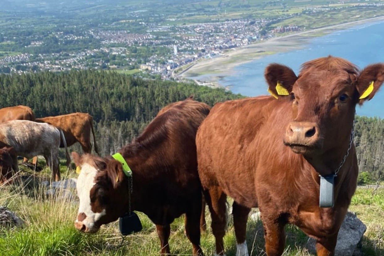 Grazing Luing cows have been released onto the Mourne Mountains in Northern Ireland to help with the recovery of the landscape using No Fence technology. (National Trust/PA)