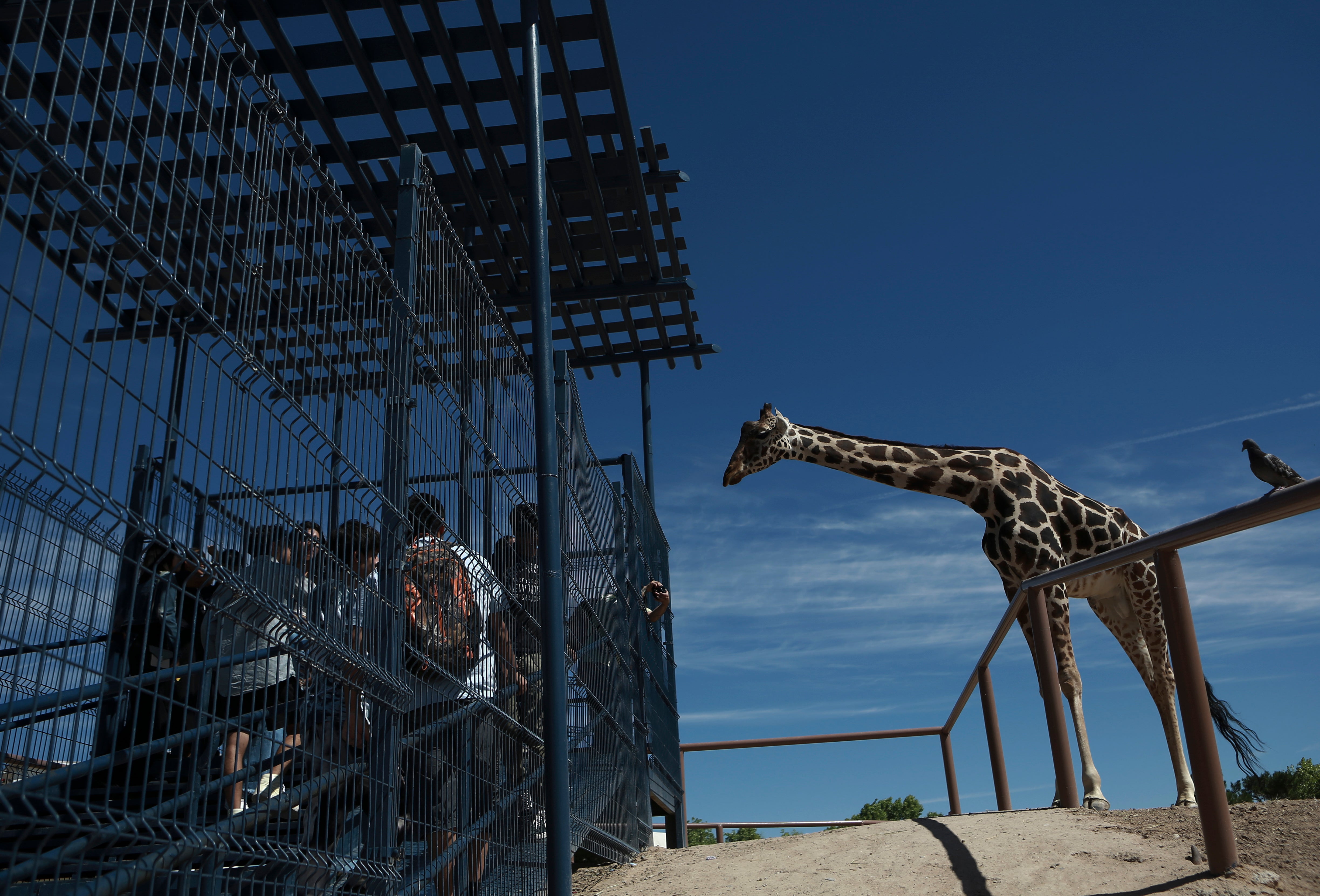 Mexico Saving Benito the Giraffe