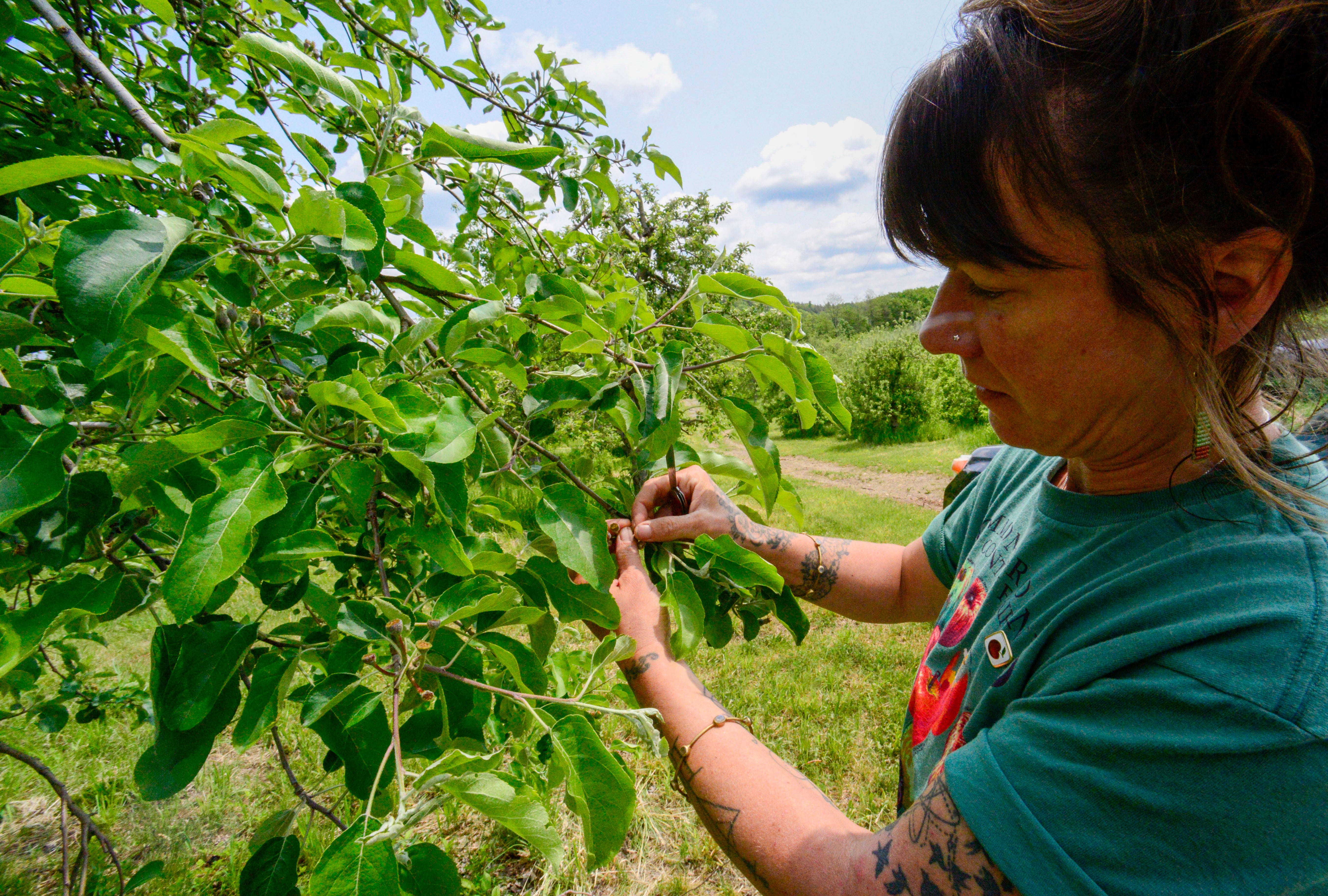 Frost Damage Vineyards Orchards