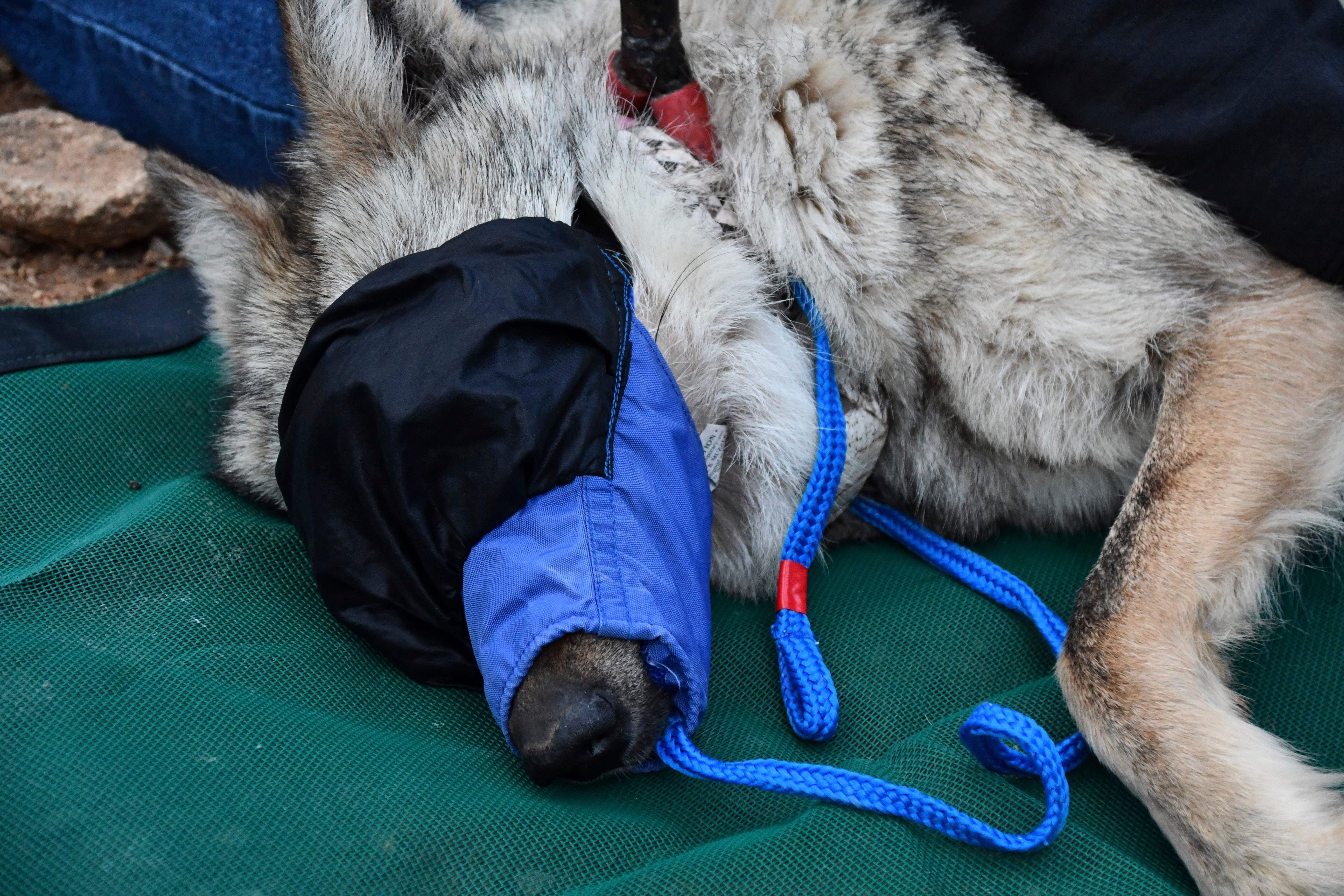 Wandering Mexican Gray Wolf