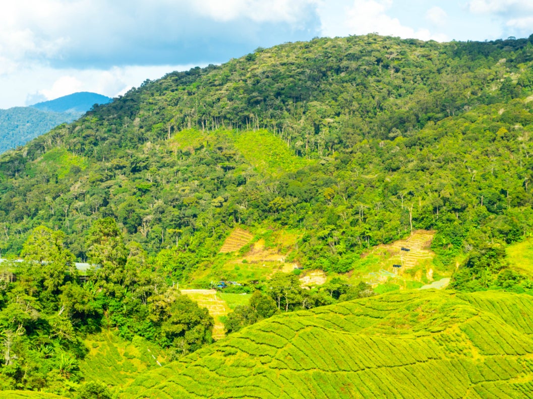 The district is a lush expanse of green hills