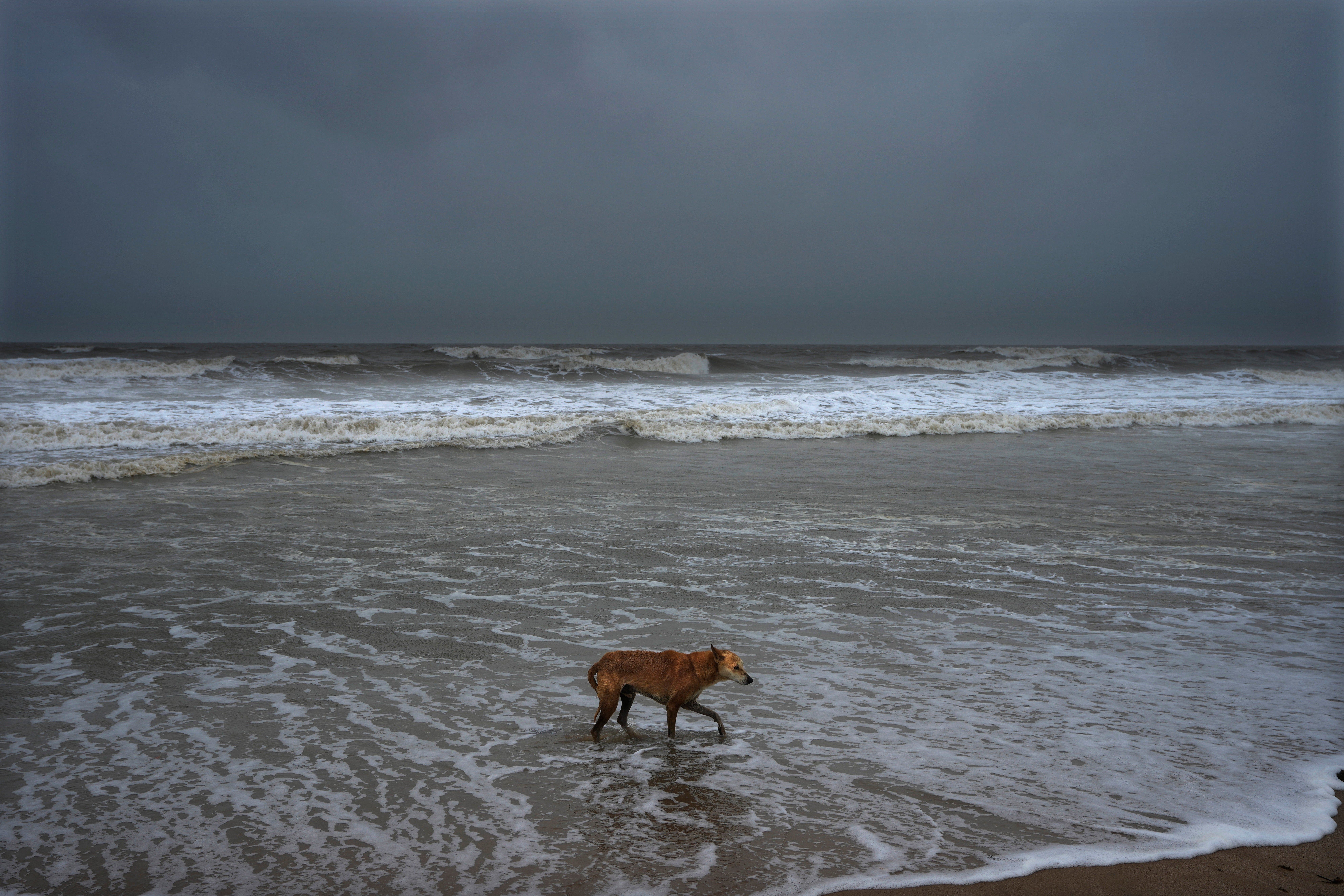 A dog walks at a deserted beach ahead of cyclone Biparjoy’s landfall at Mandvi in Kutch district of Gujarat state