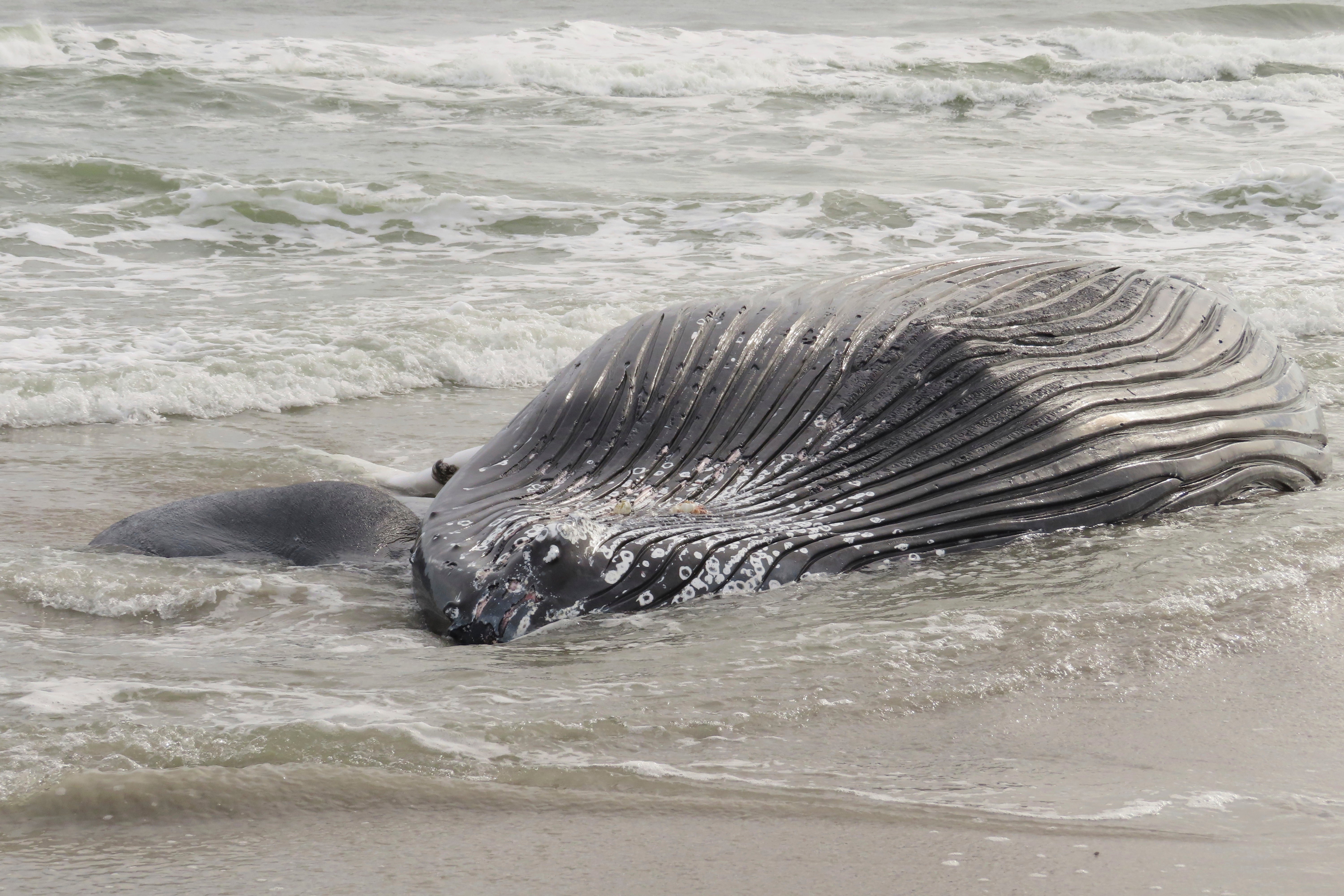 Offshore Wind Congress