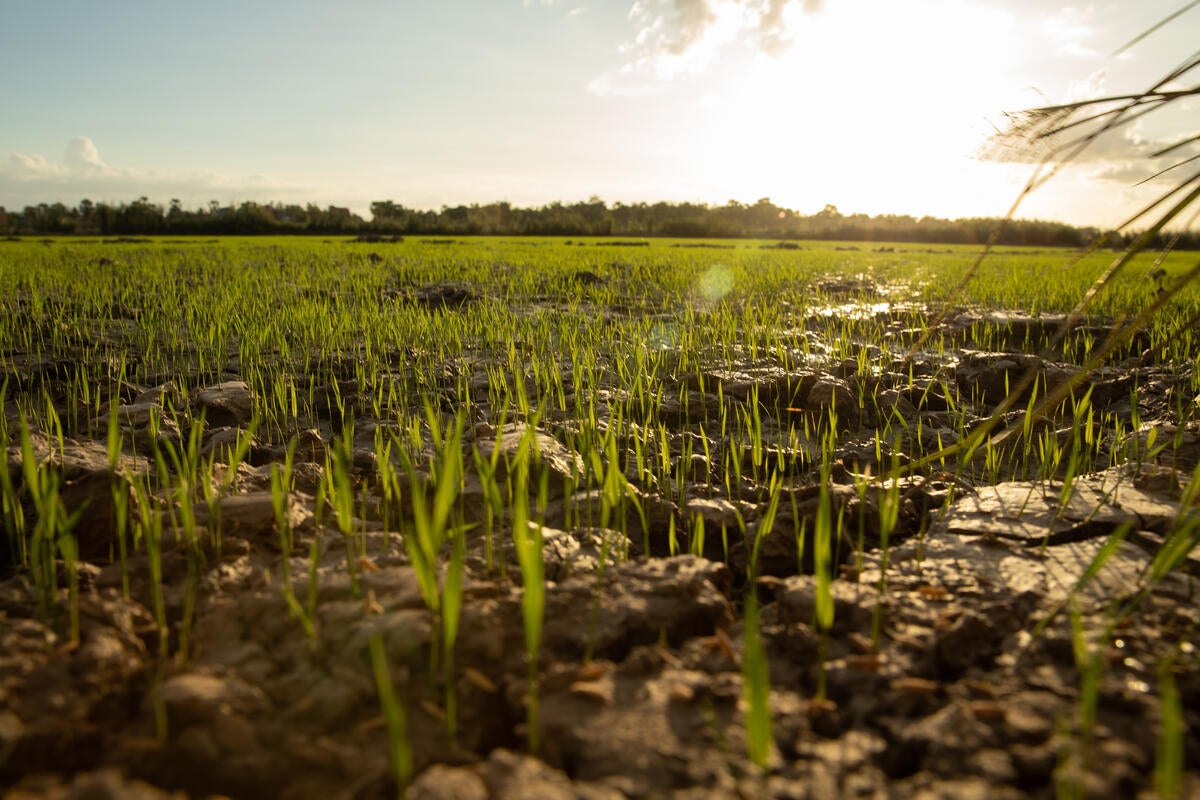 Rice growing nine days after planting – the canal has substantially increased Deur Sok’s yield and, in turn, the family’s prospects