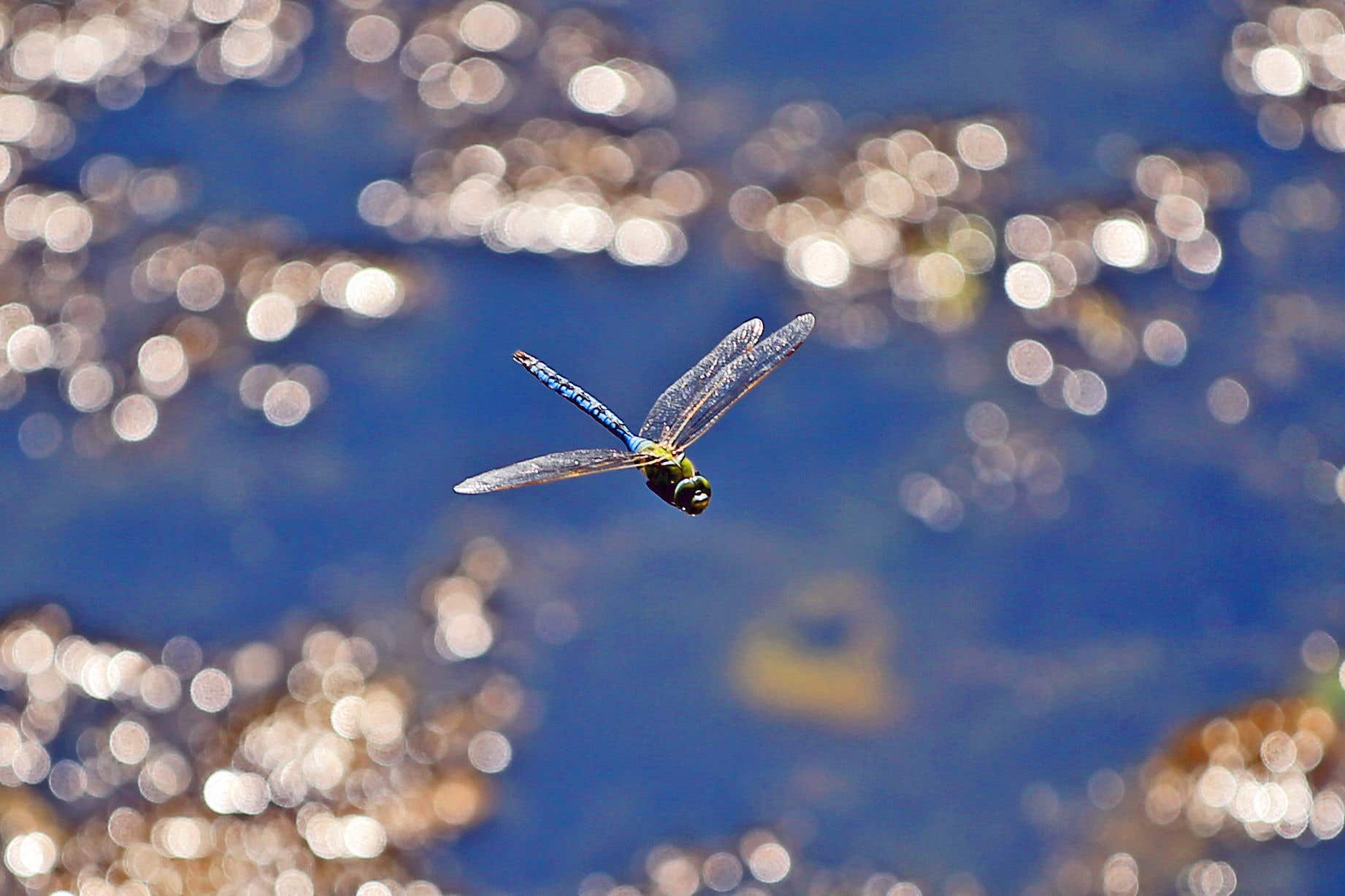 Dragonflies depend on wetlands and spend most of their lives underwater (Peter Byrne/PA)