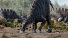 New species of dinosaur that grew to four-metres long and weighed a ton discovered in Chile